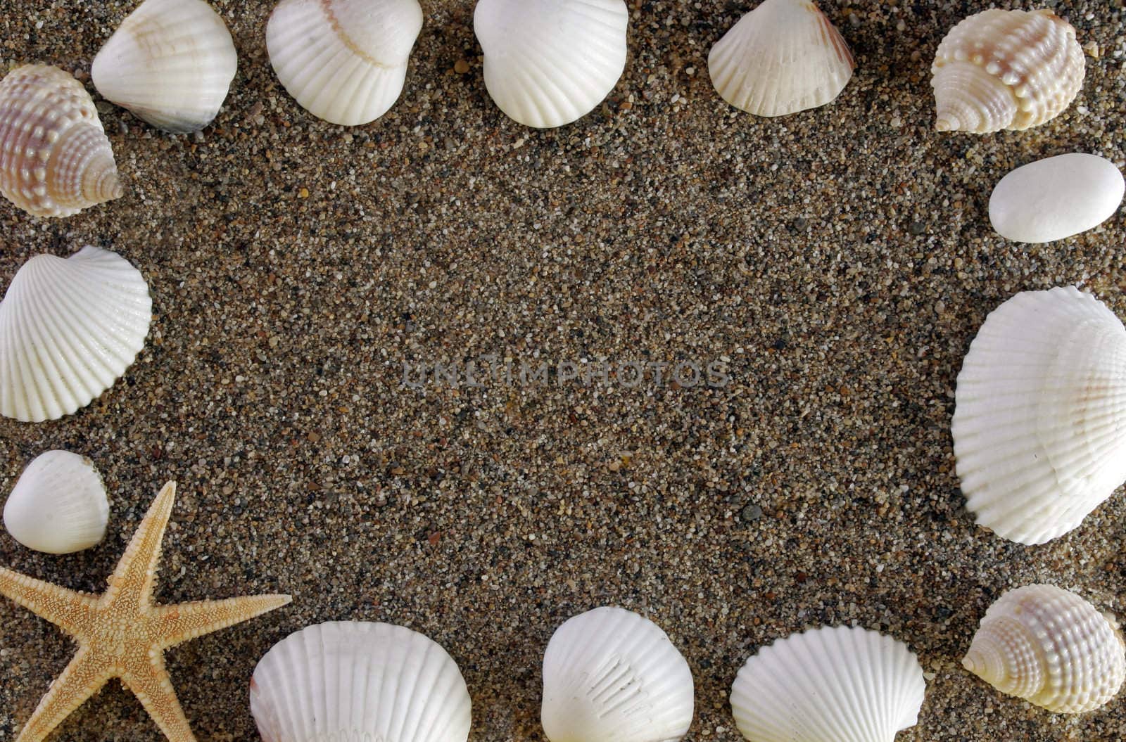 shells and stones on sea sand