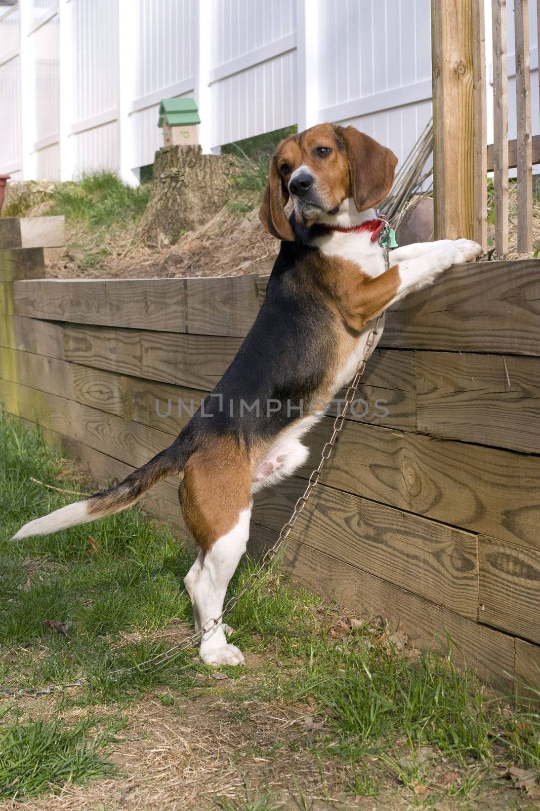 Portrait of a young, tri-colored beagle puppy standing up against a wall.