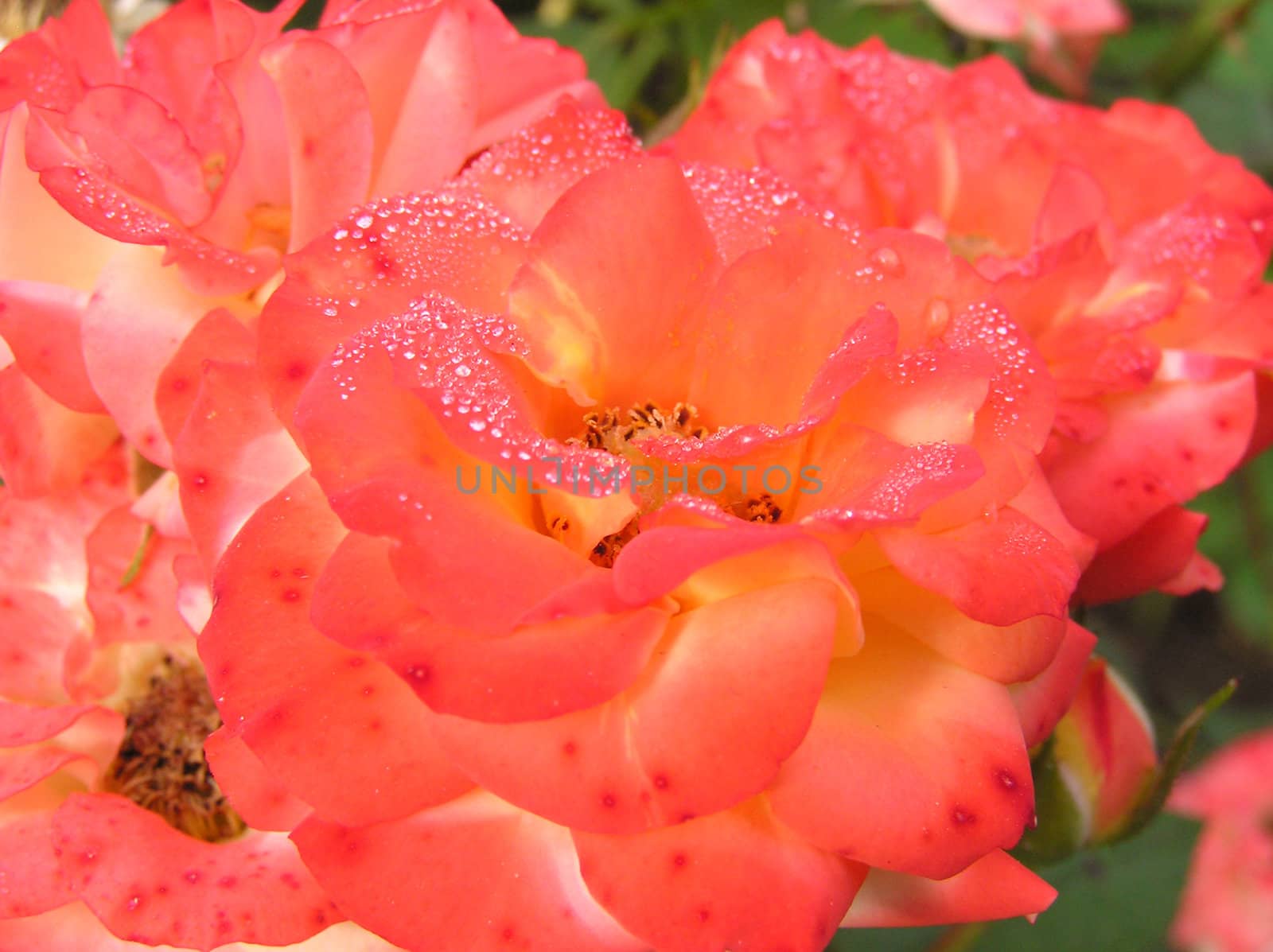 Little red rose with dew drops close-up