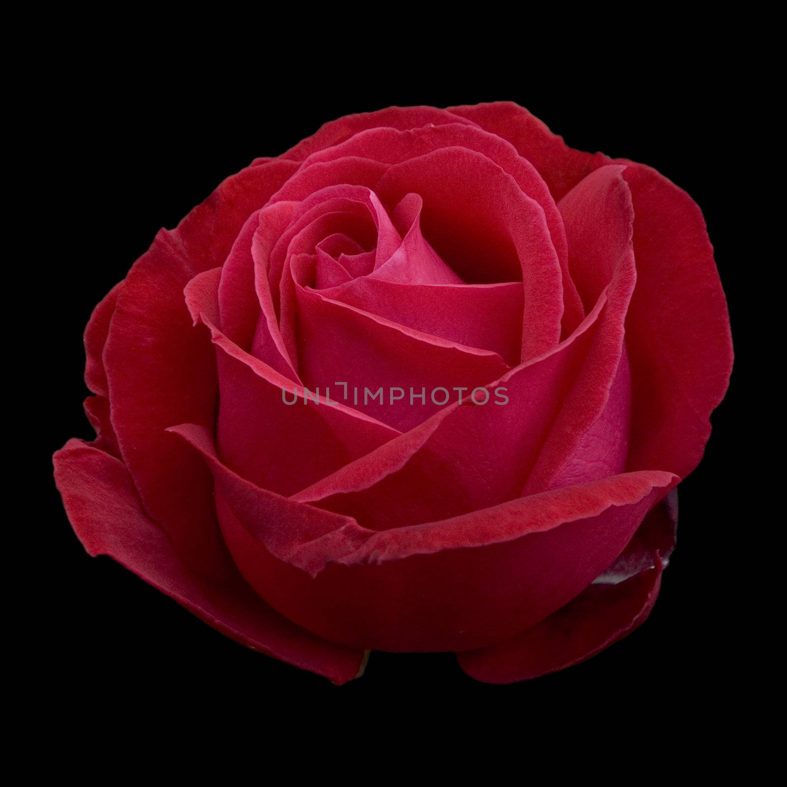 Beautiful red Hybrid Tea rose "Alec's Red" (clipping path)