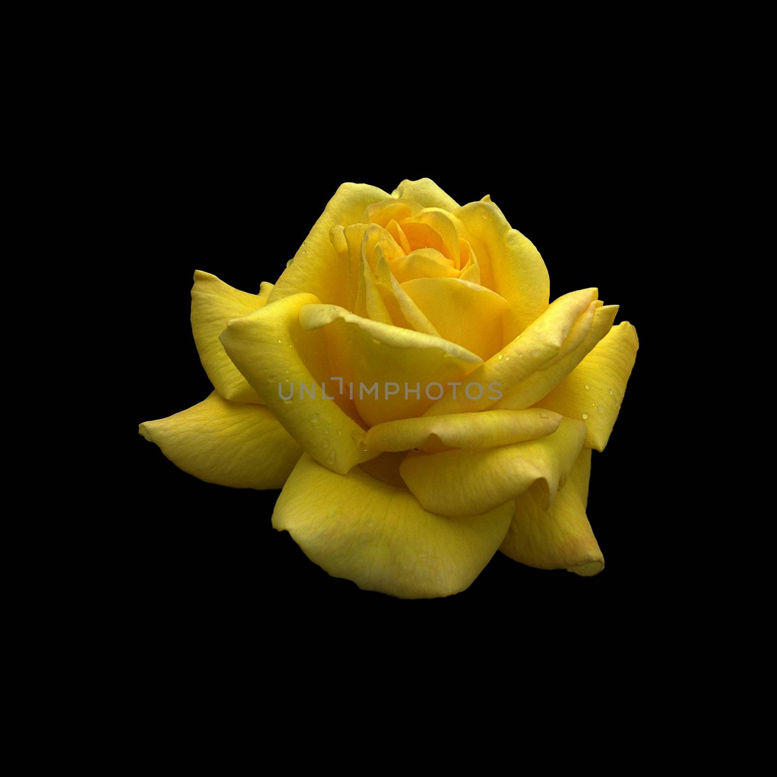 Hybrid Tea Rose "Arthur Bell" with clipping path