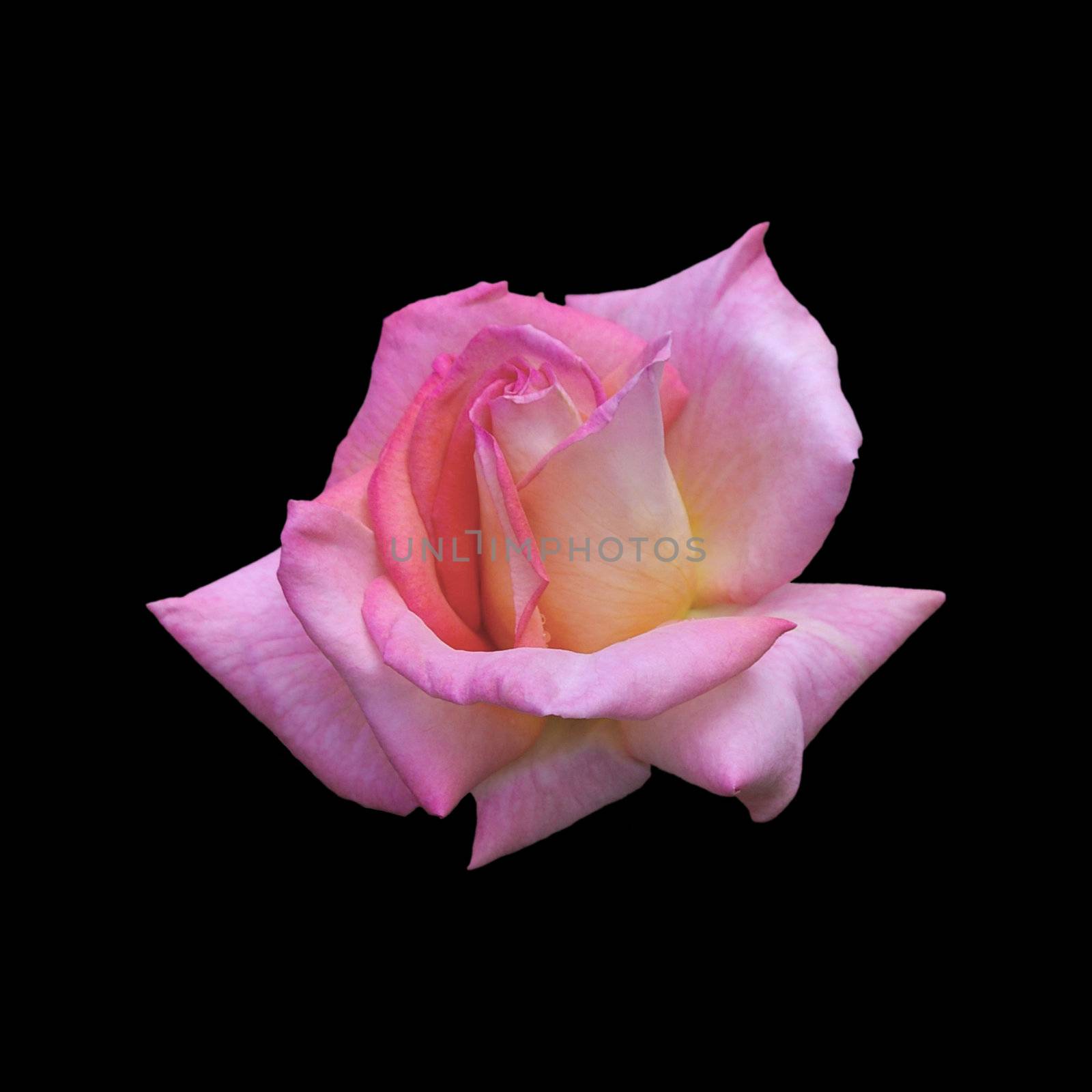Pink and yellow rose (Hybrid Tea) by jmci