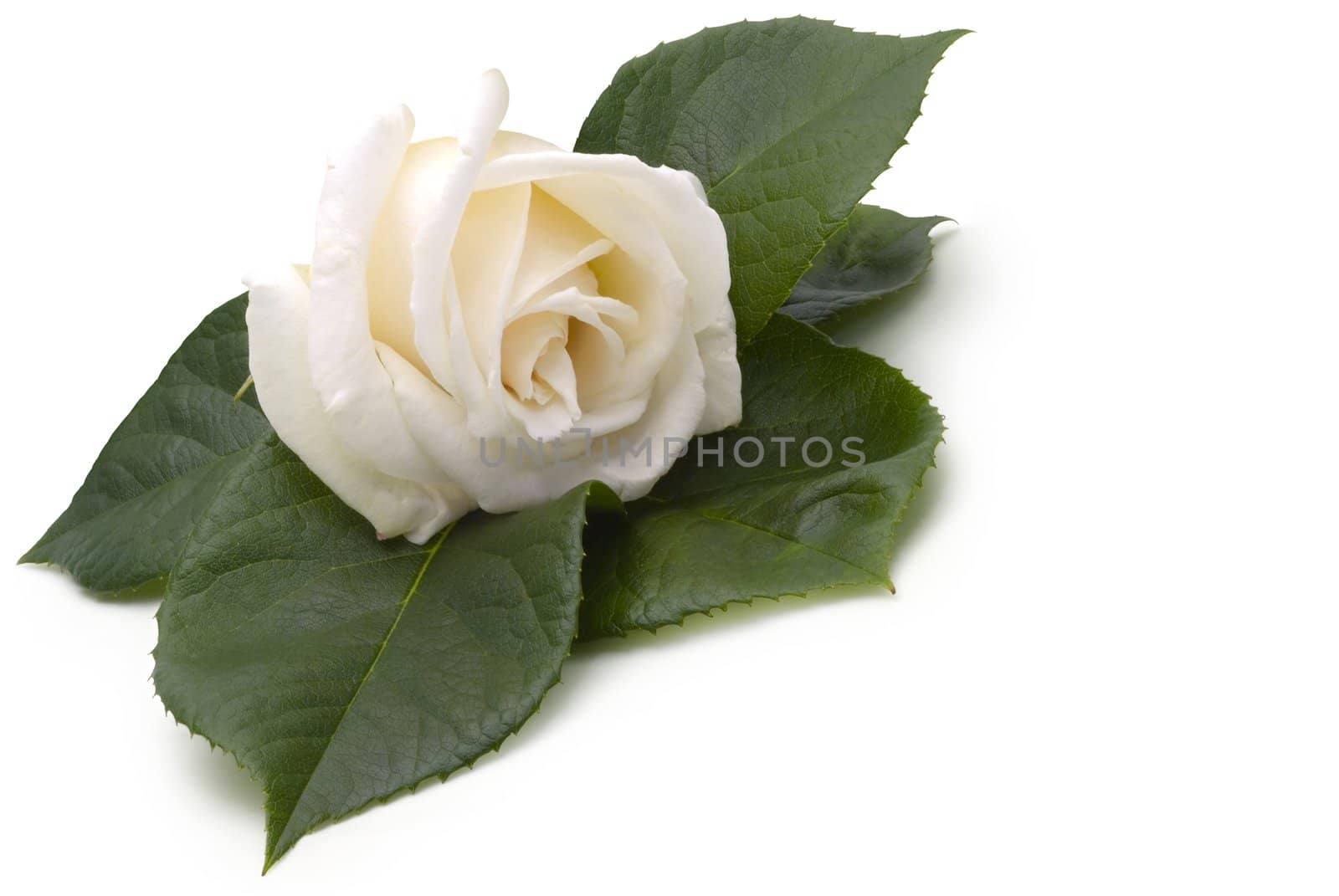 Beautiful creamy white rose on a bed of rose leaves by jmci