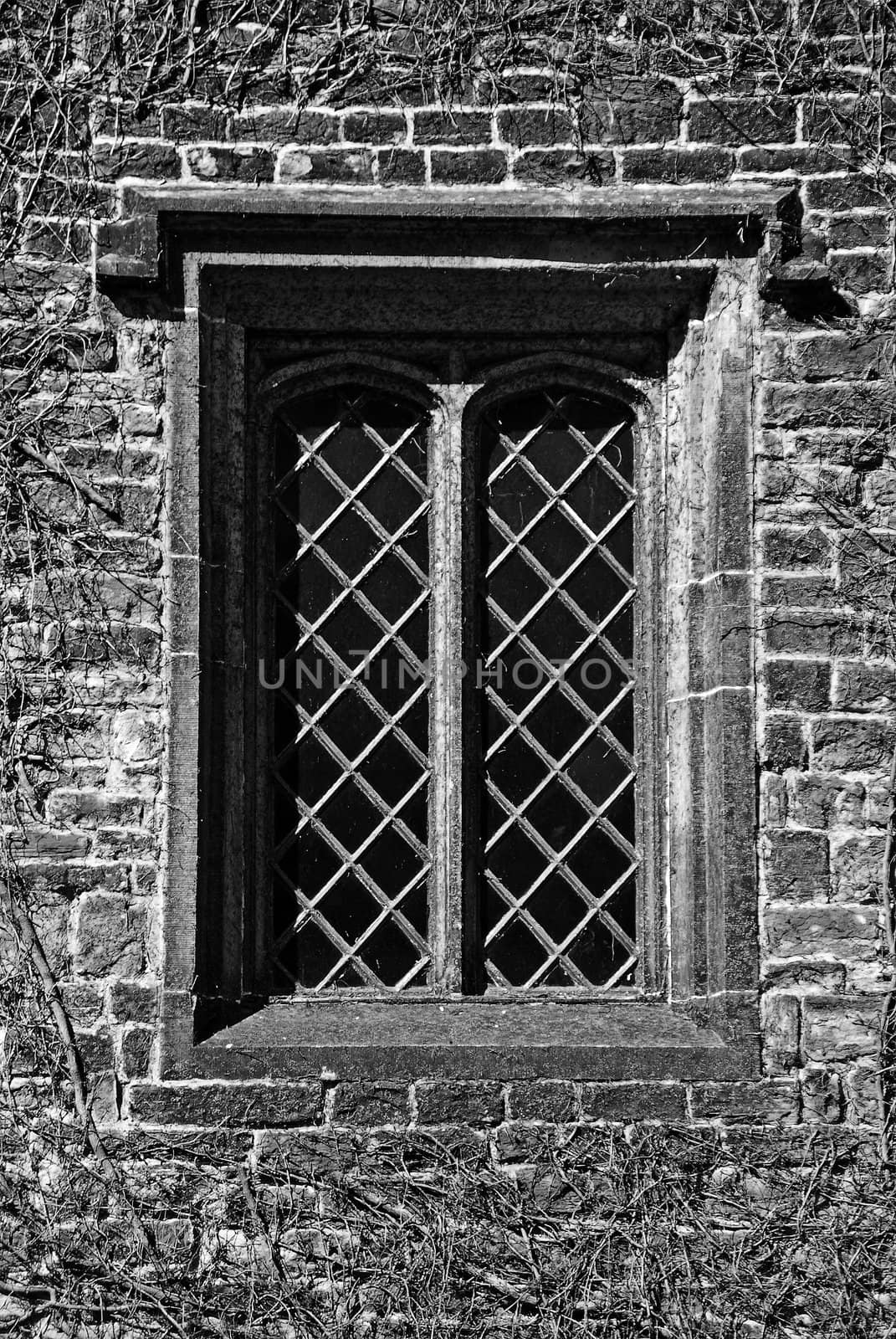 Stone framed medieval window with diamond panes, in a creeper-covered wall (black and white)