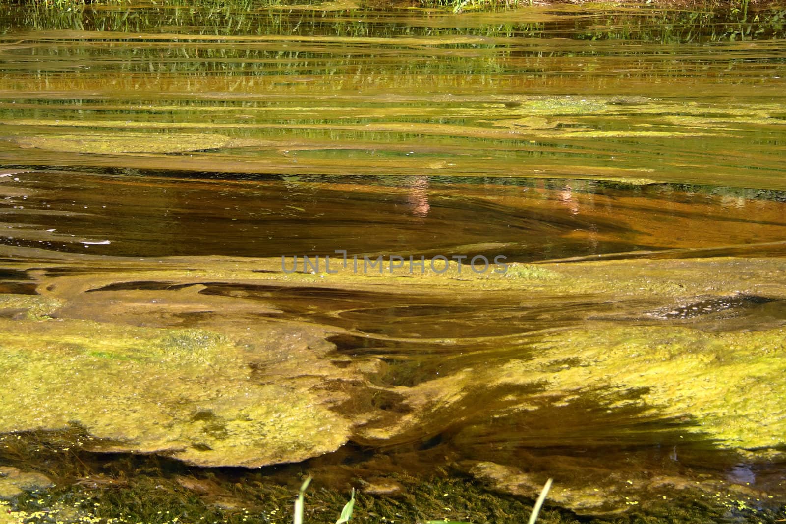 surface of green brown bog