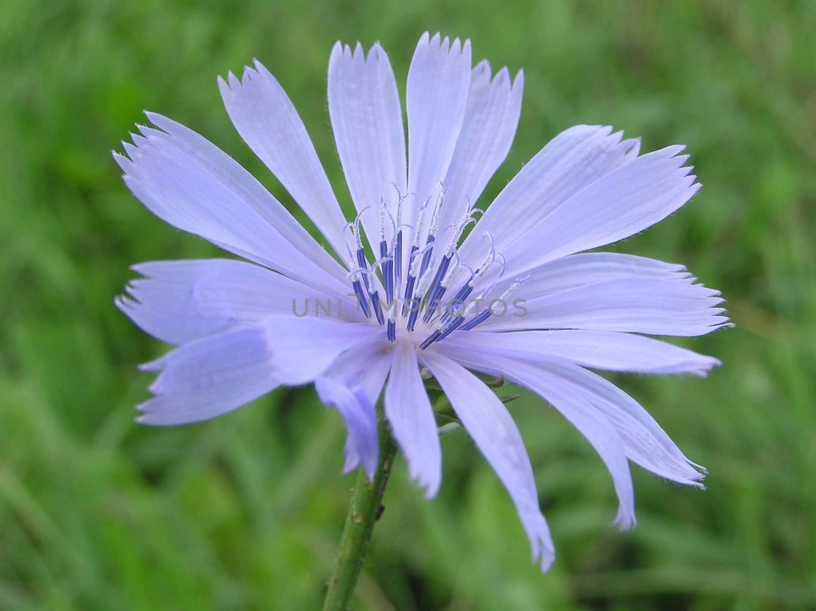 Photo of light blue chicory flower closeup