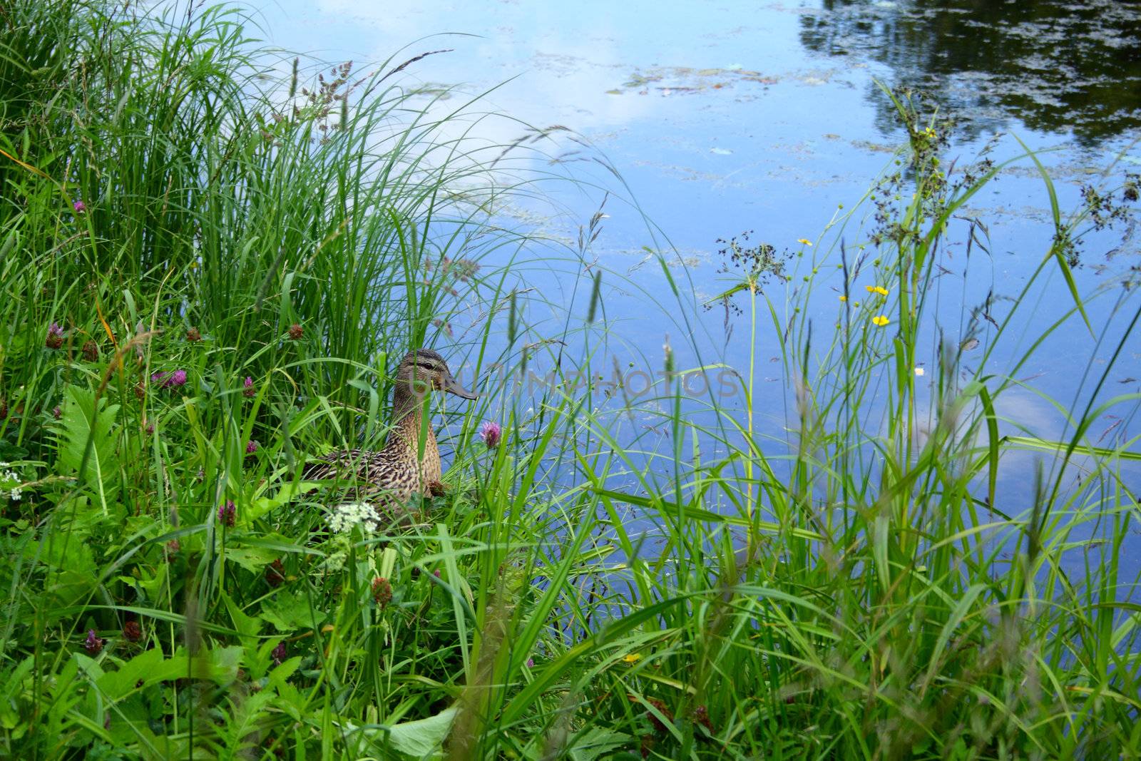 wild duck stay at the native-grasses on the bank of pond
