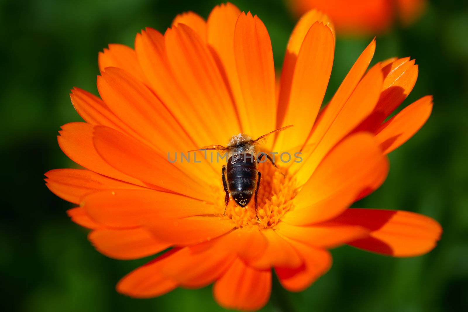 bee at the center of orange flower calendula