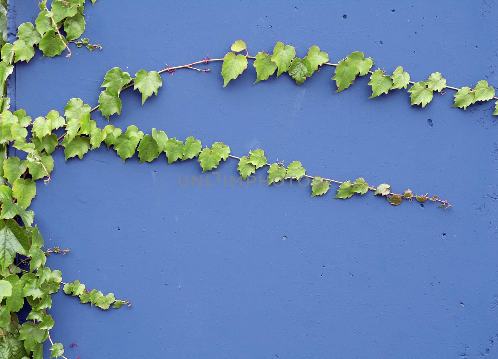 Ivy clinging on a blue painted wall. Copy space.