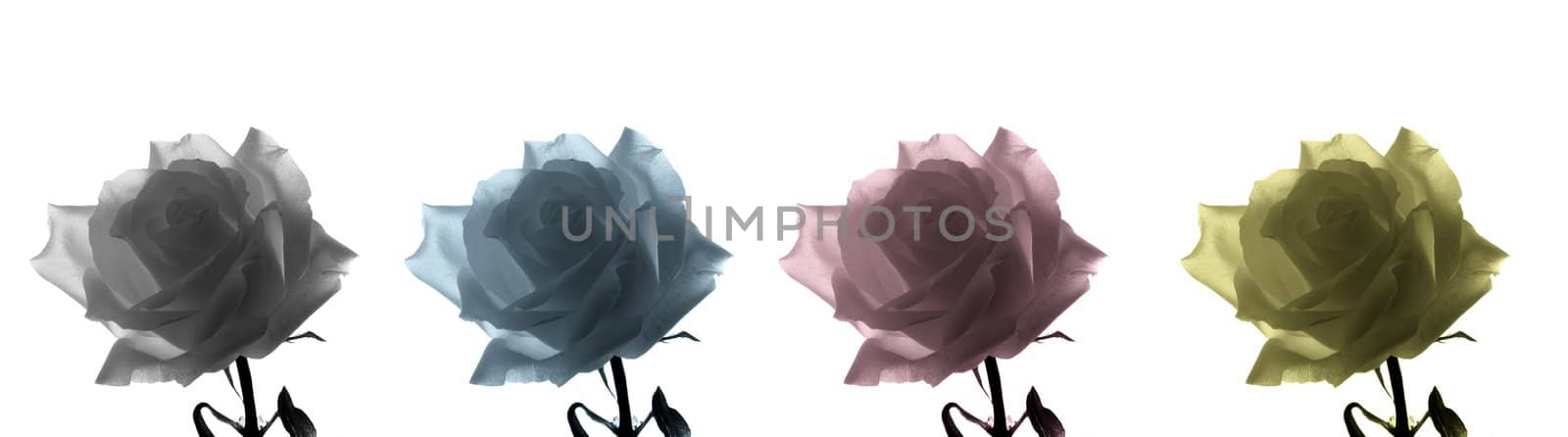Backlit colored toned roses. Isolated on white. Close-up
