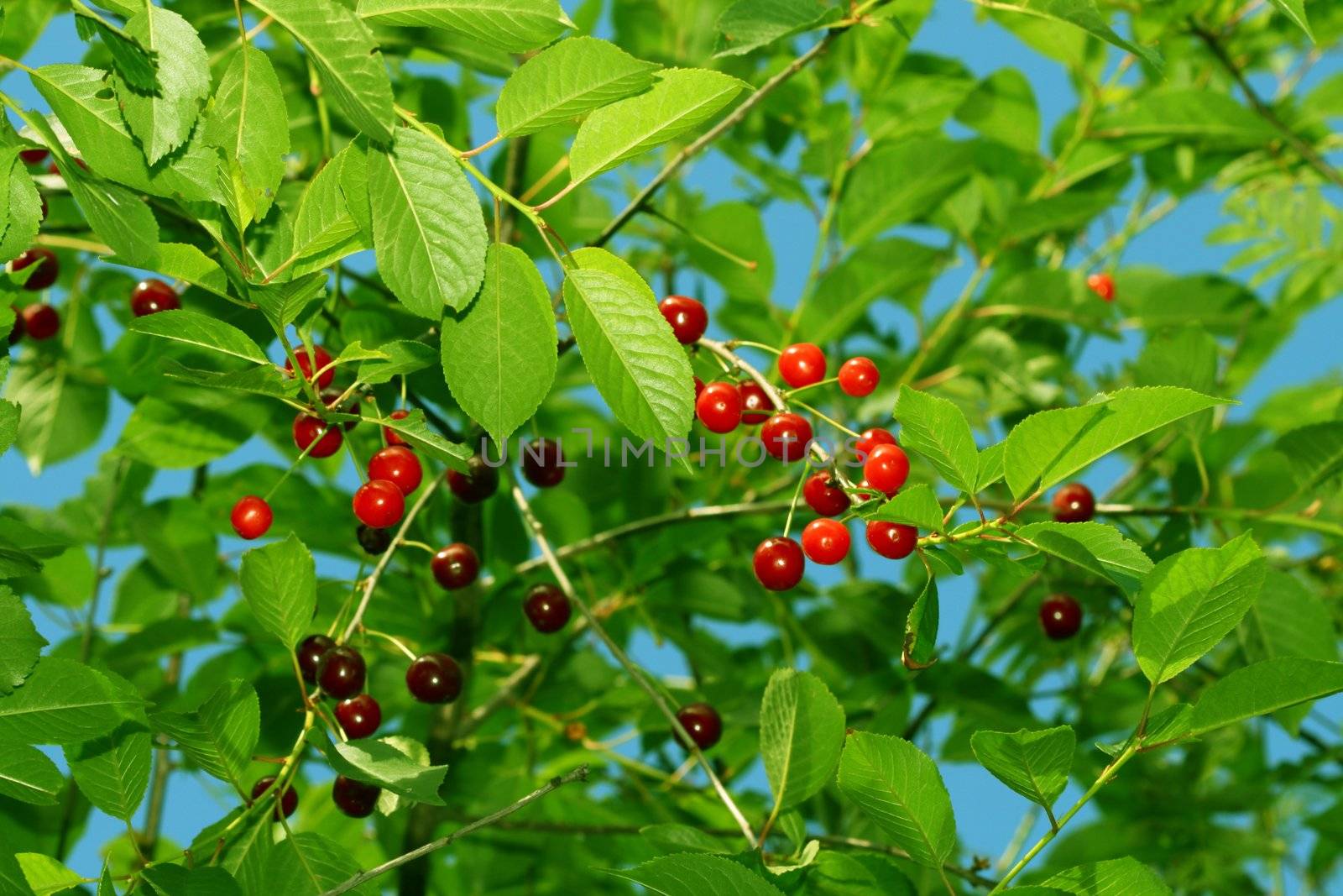 wild sweet cherry on nature background