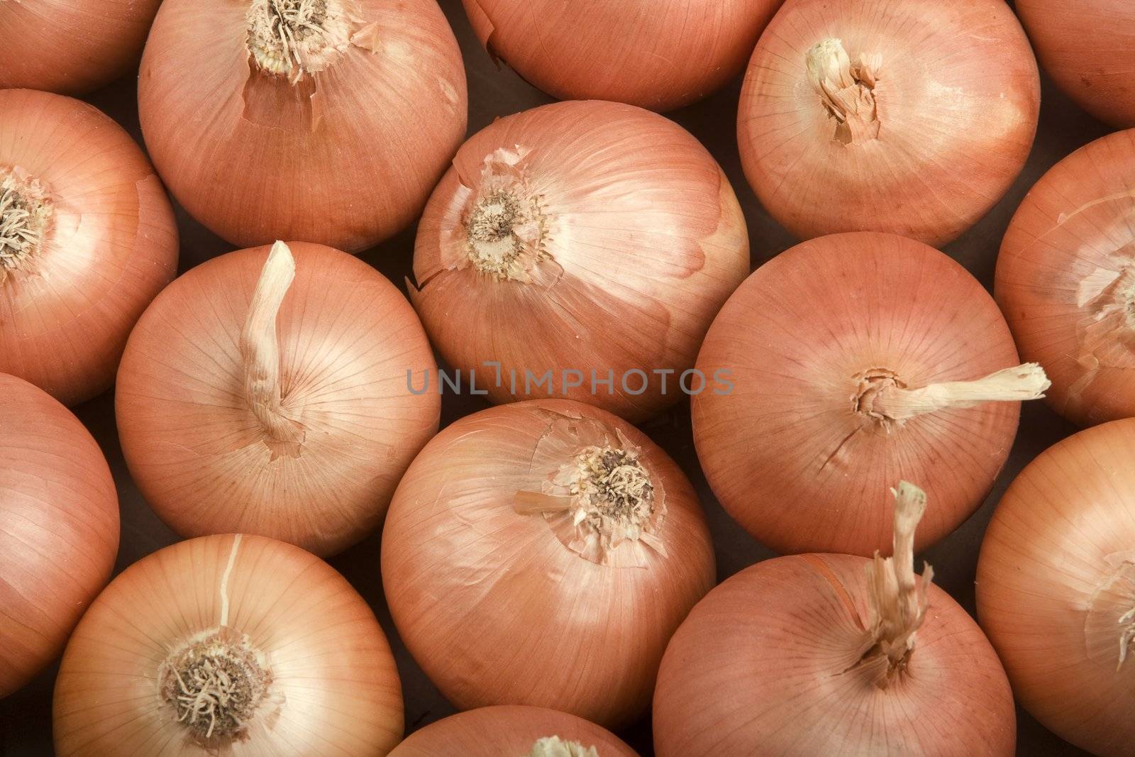 Onions Filling the Frame