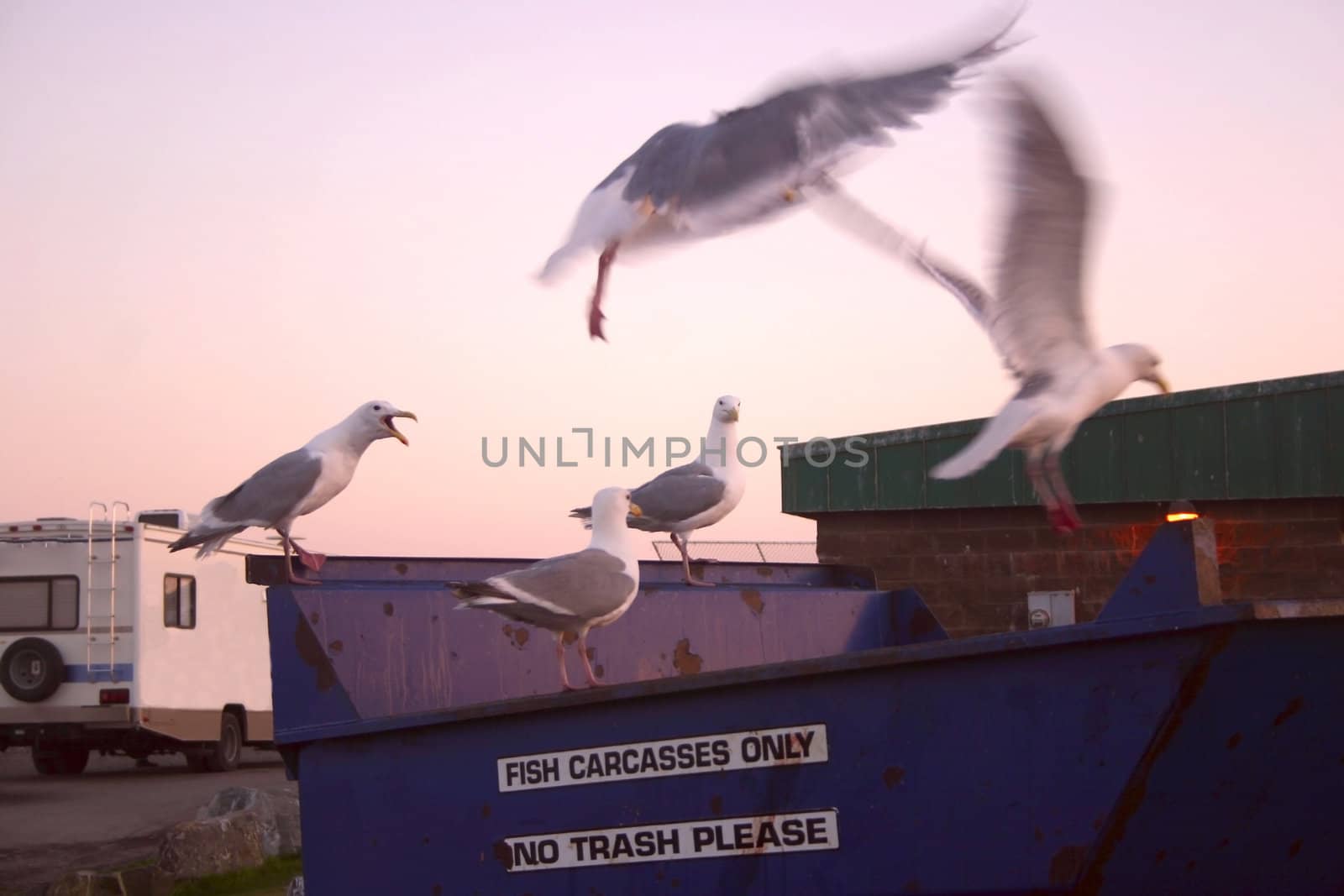Turned pink by the intense northern summer sunset light, Glaucous-winged Gulls (Larus glaucescens) defend their territories while scavenging for fish cleaning offal tossed in a bin near the fishing hole on the spit in Homer, Alaska.