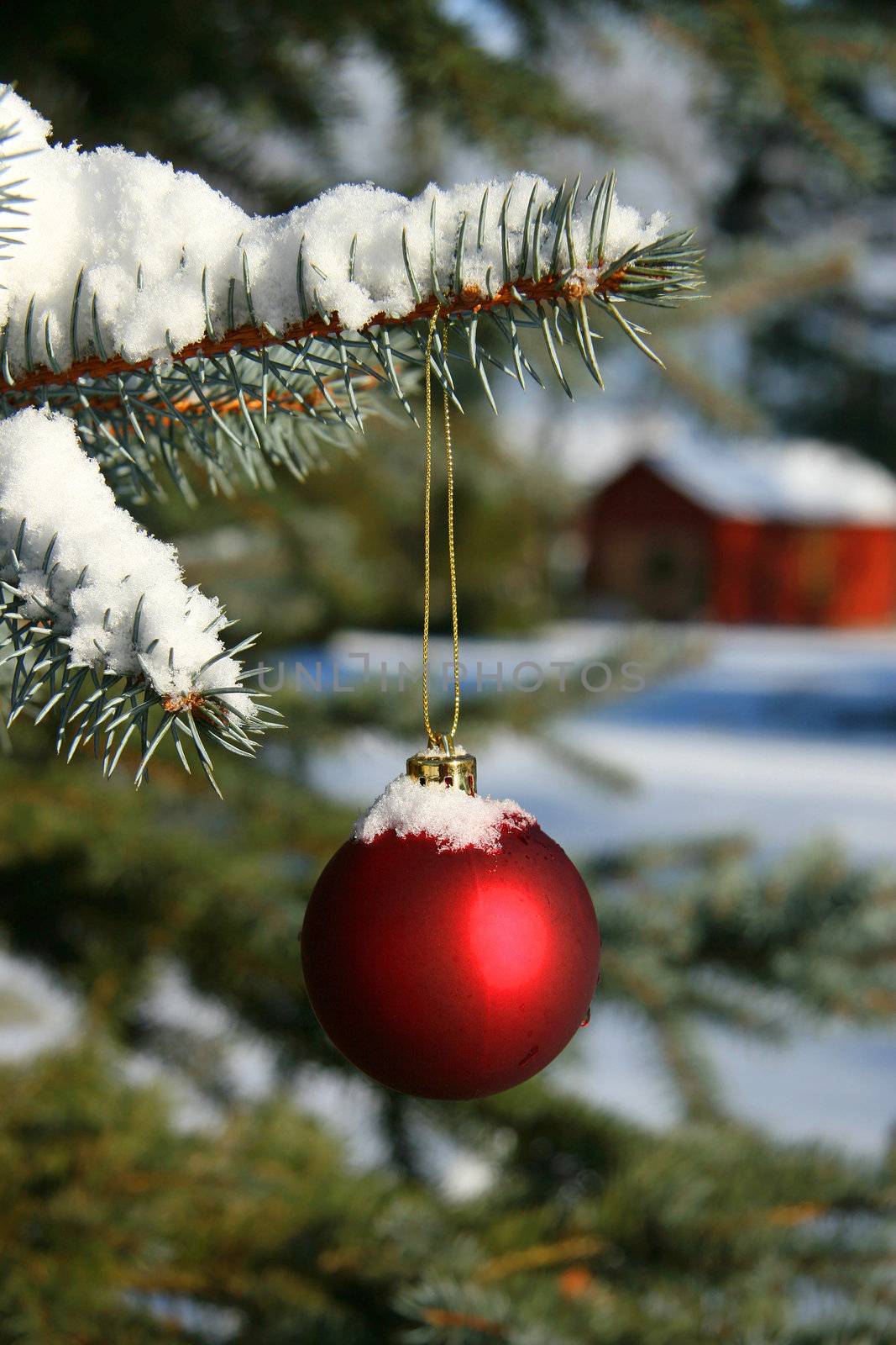 Red Christmas ball hanging on pine branch