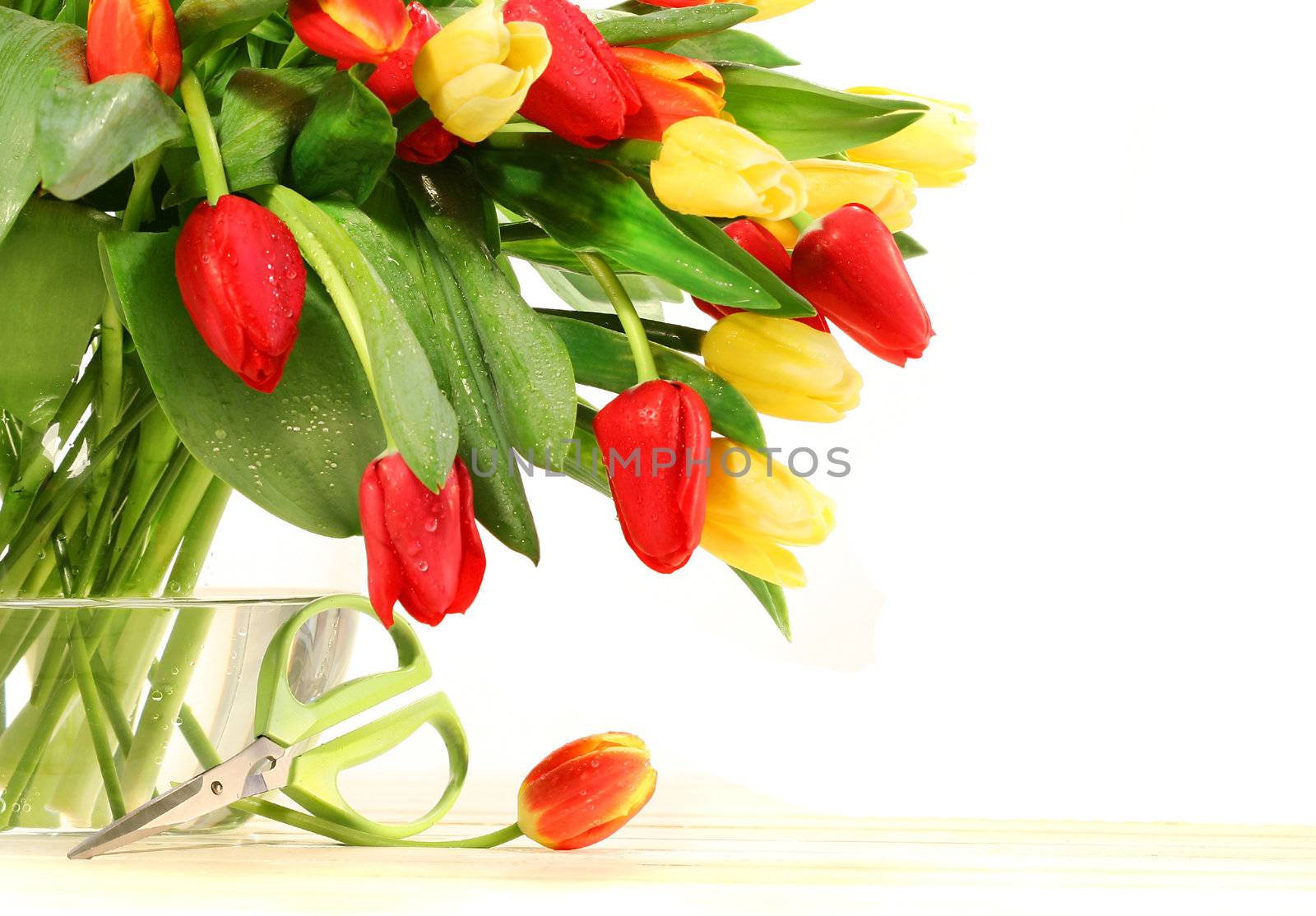 Colored tulips with glass vase  by Sandralise