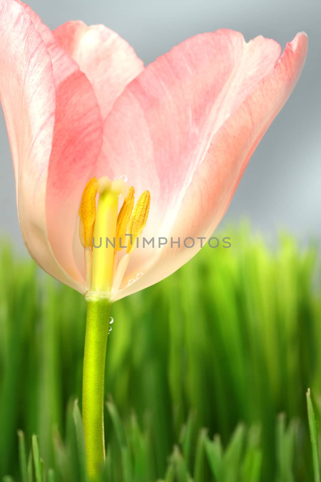 Inside of a pink tulip in the grass