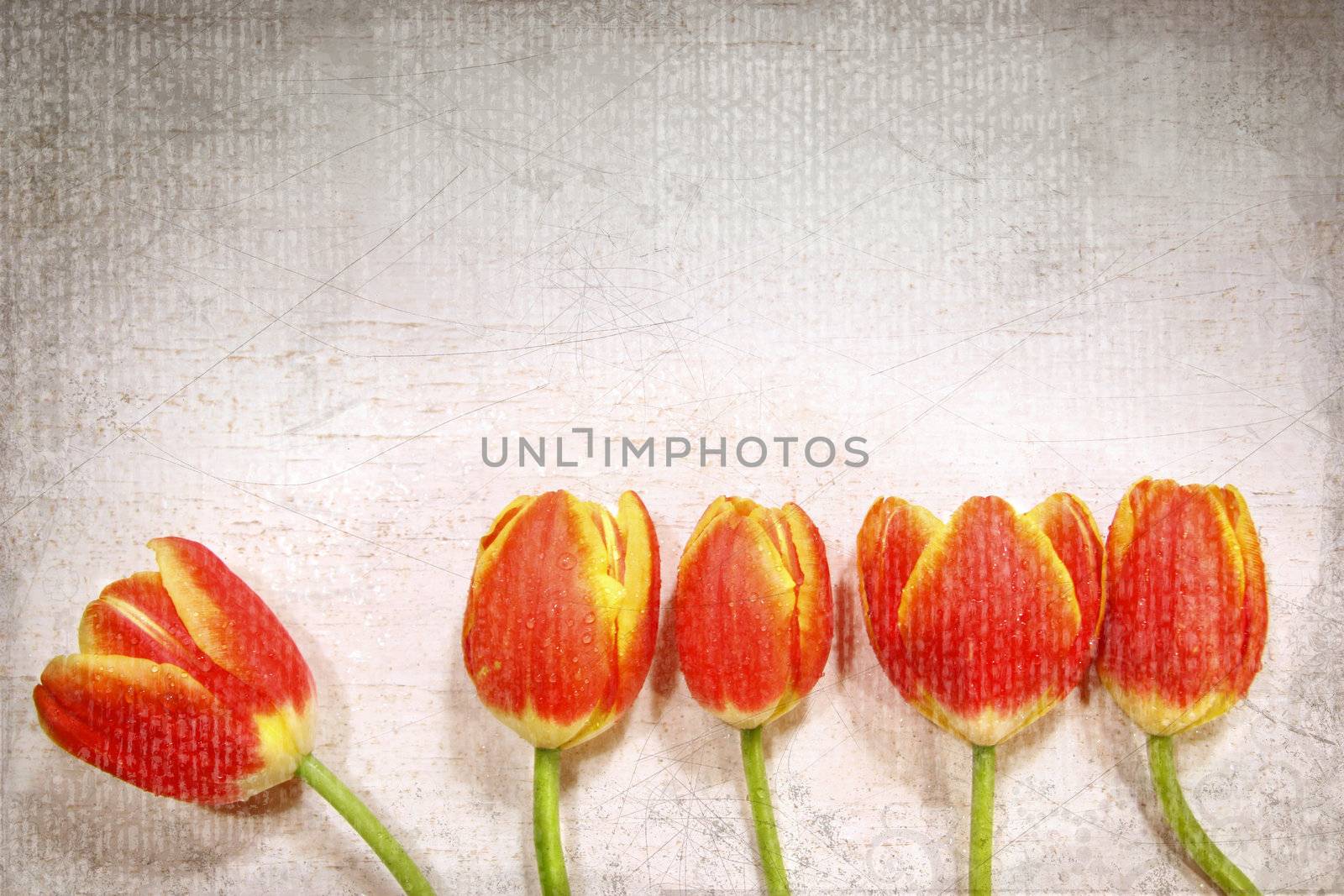 Five tulips on a grunge white background
