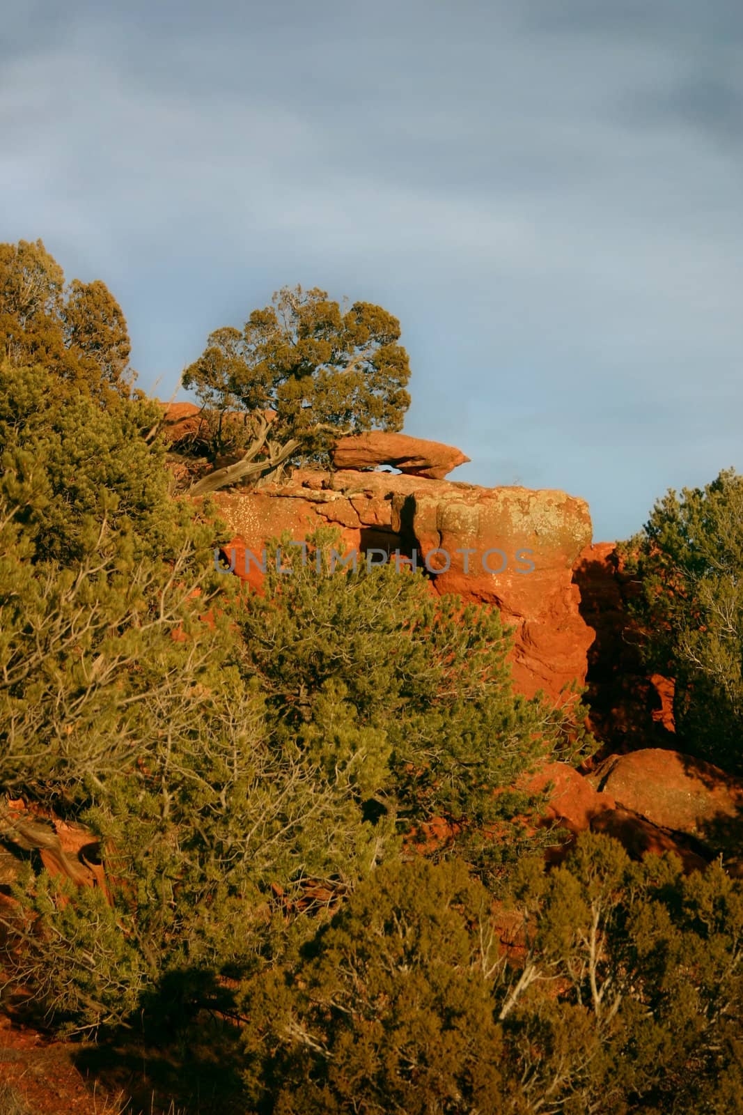 Evening sunlight after a storm in Red Canyon, glows golden among the red rock bluffs and mixed juniper (Juniperus osteosperma) and pinyon pine (Pinus edulis) forestation.