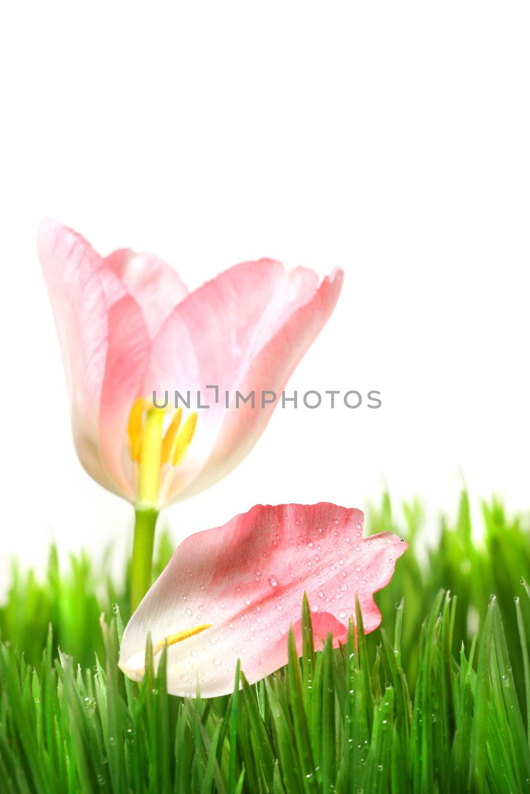 Pink tulip with petal in the grass