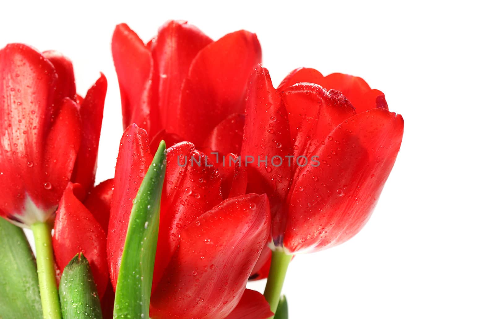 Red tulips against white by Sandralise