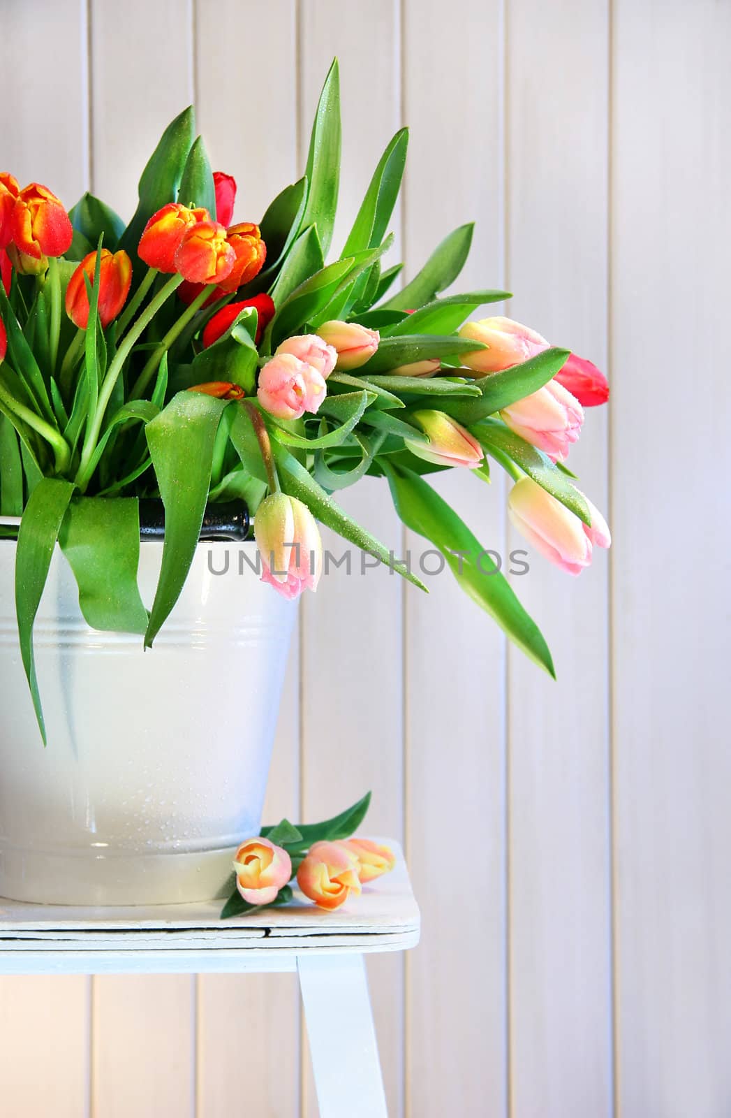 Colored spring tulips on an old bench