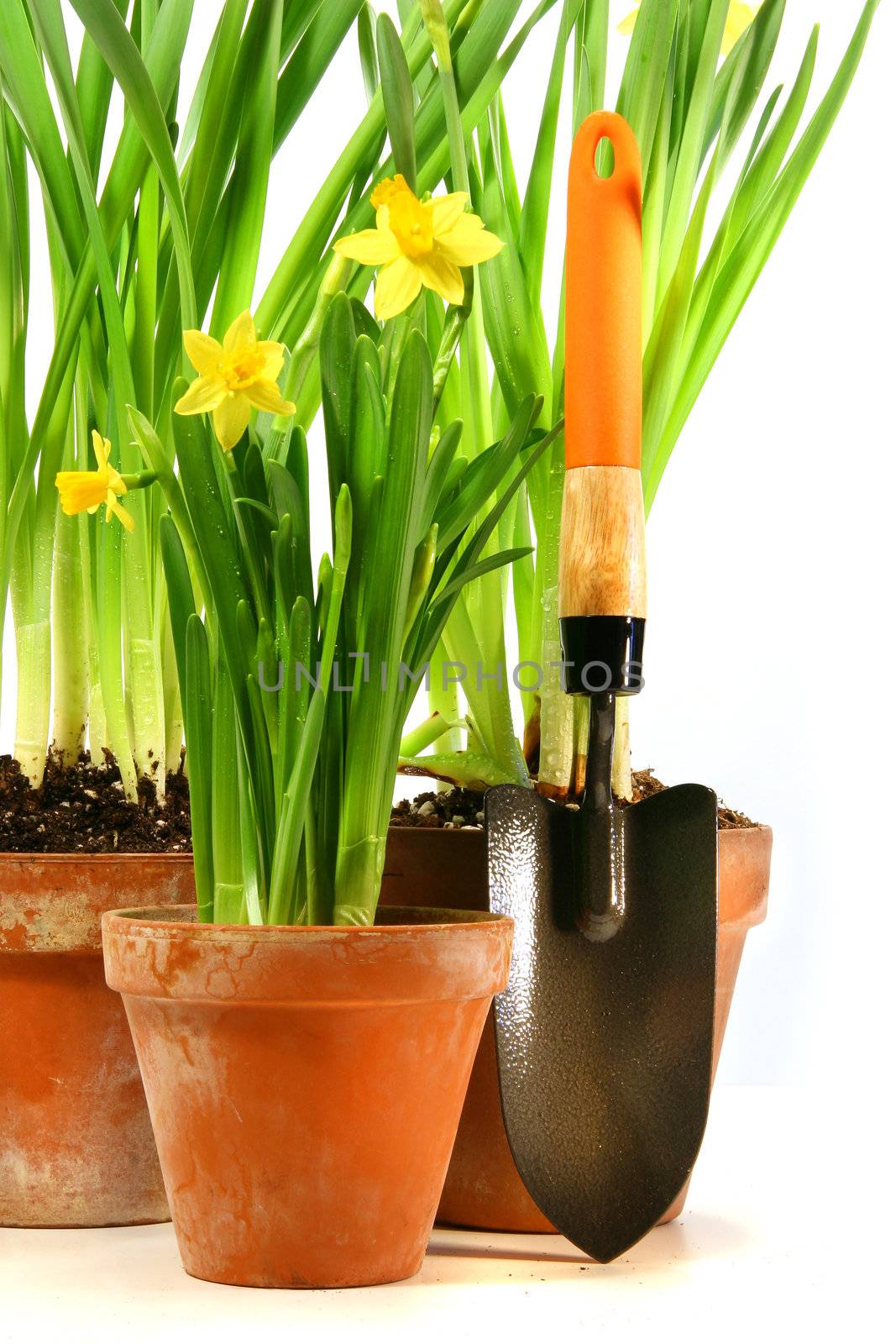 Pots of daffodils with garden shovel by Sandralise