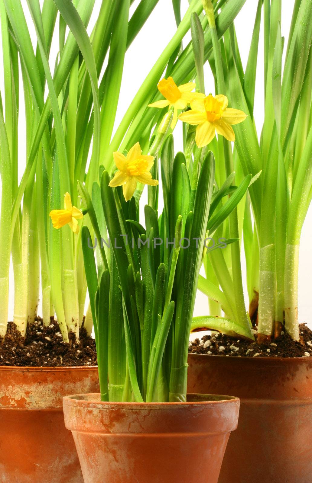 Three pots of daffodils on white  by Sandralise