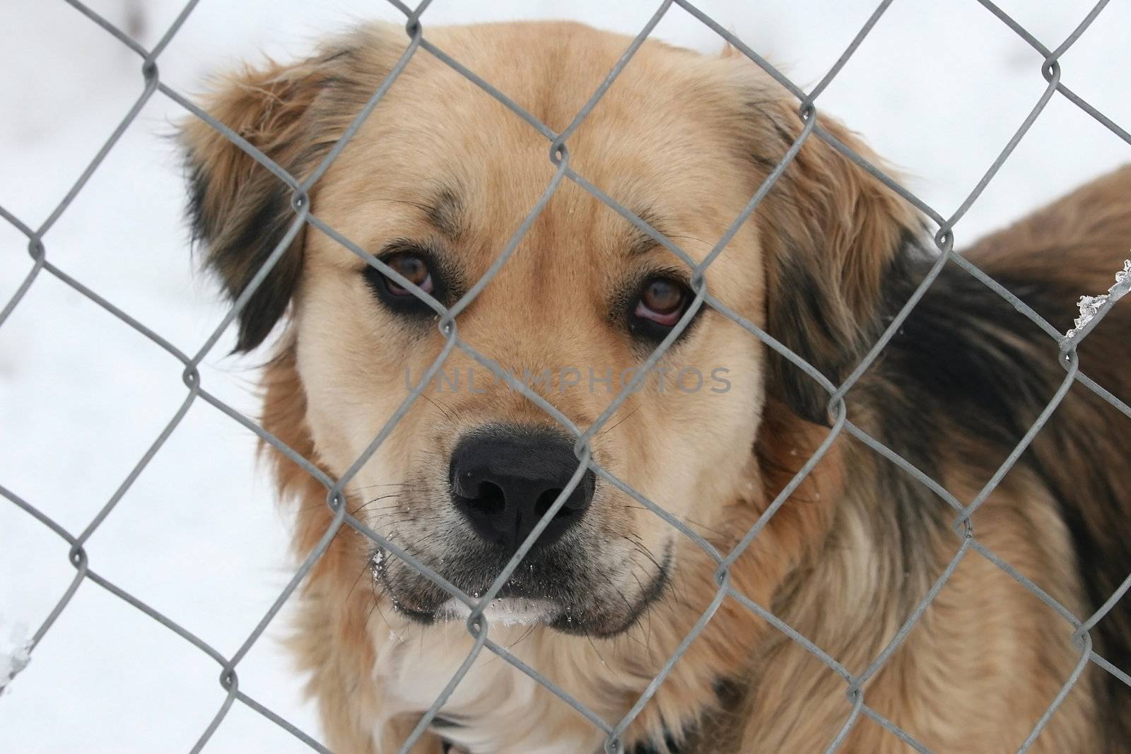 A sad-eyed dog (Canis lupus familiaris) looks through a fence.  Could be used to present the plight of impounded strays, or animal welfare.