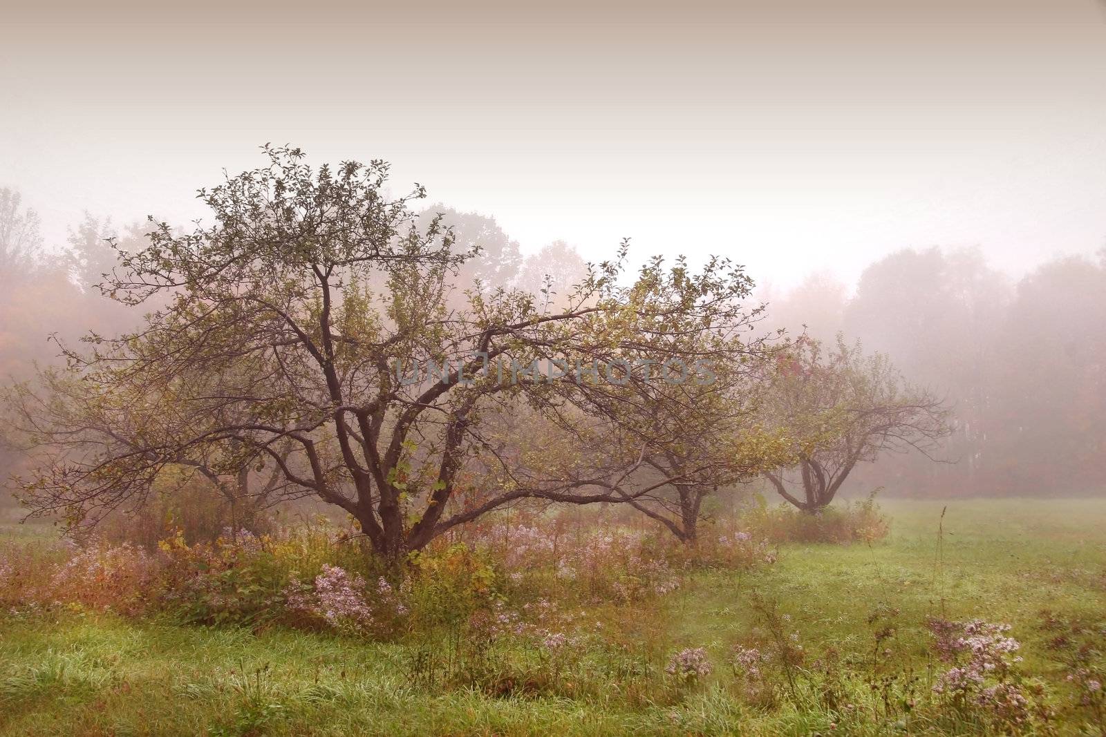 Apples trees in the mist after the rain