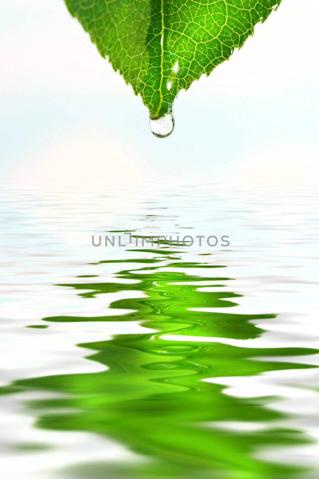 Green leaf with water droplet over water reflection