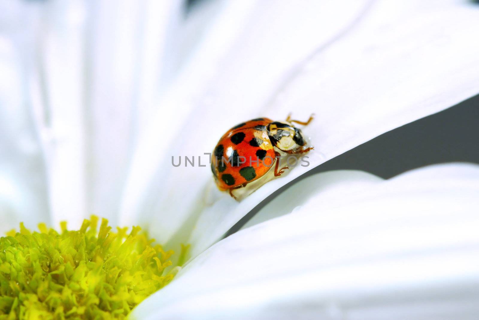 Little red ladybug on the petal of a daisy  