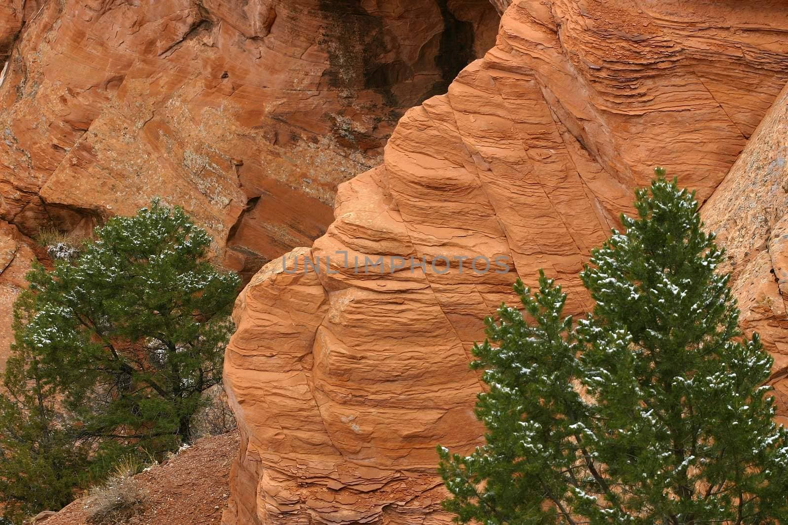 Sandstone rock formations and pinon pines (Pinus edulis) at Canyon de Chelly