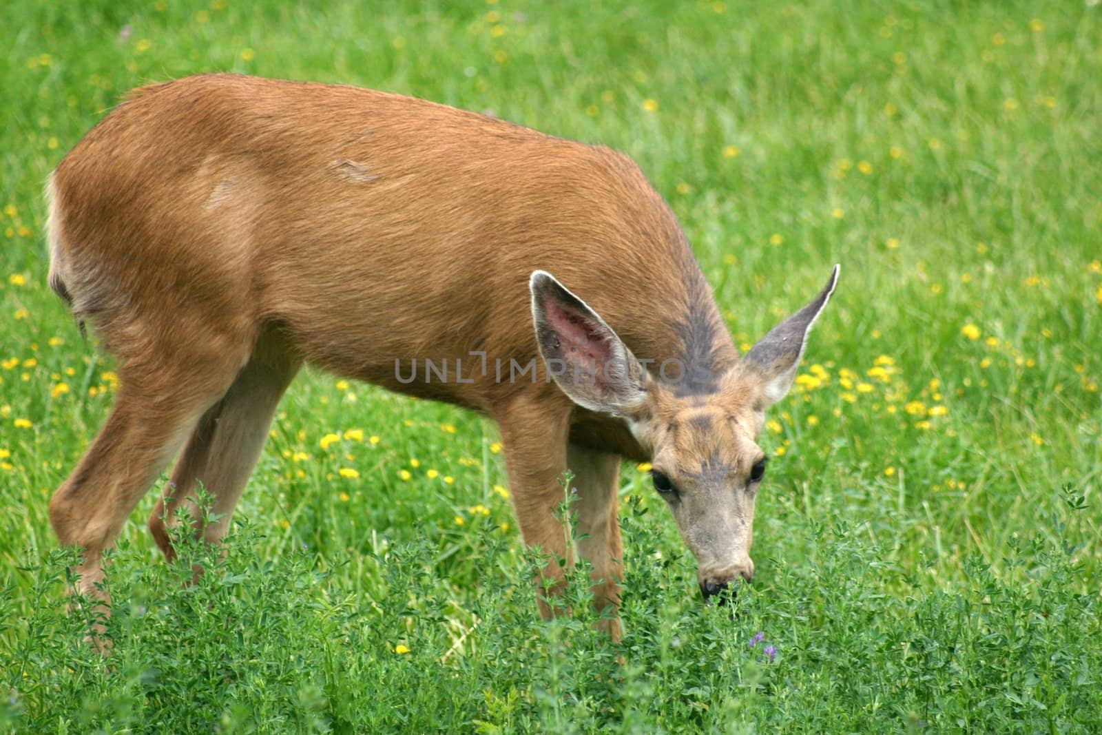 Mule deer (Odocoileus hemionus) doe munching grass in a meadow