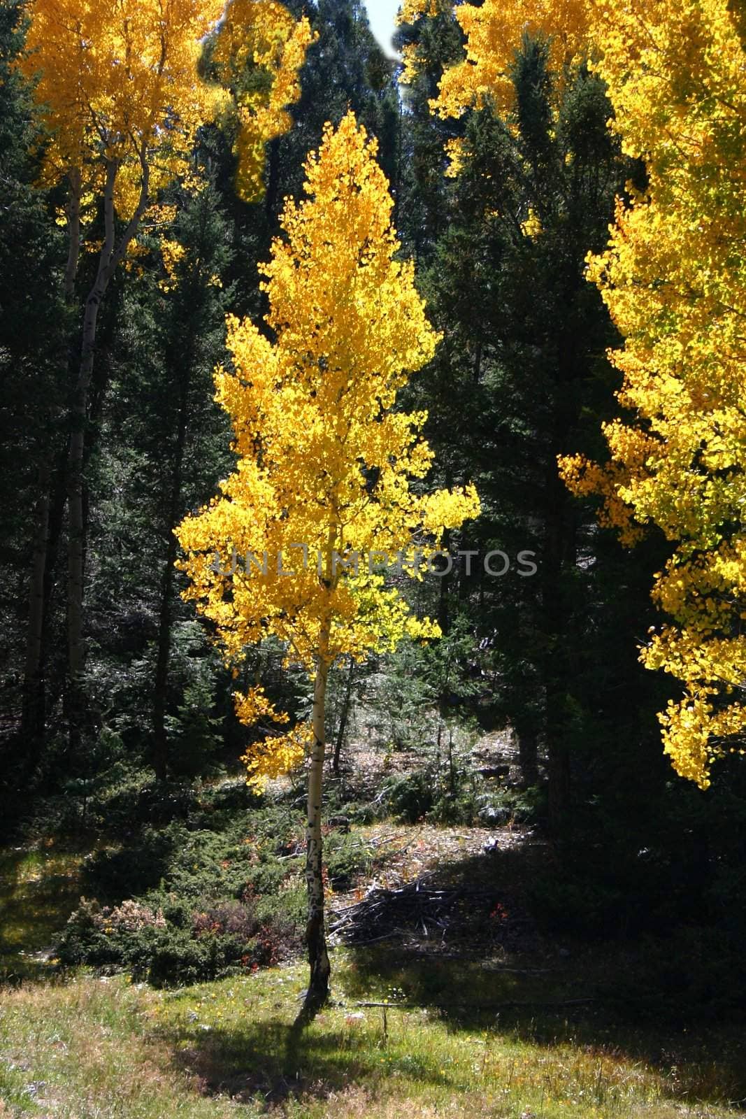 Aspens (Populus tremuloides) by Auldwhispers