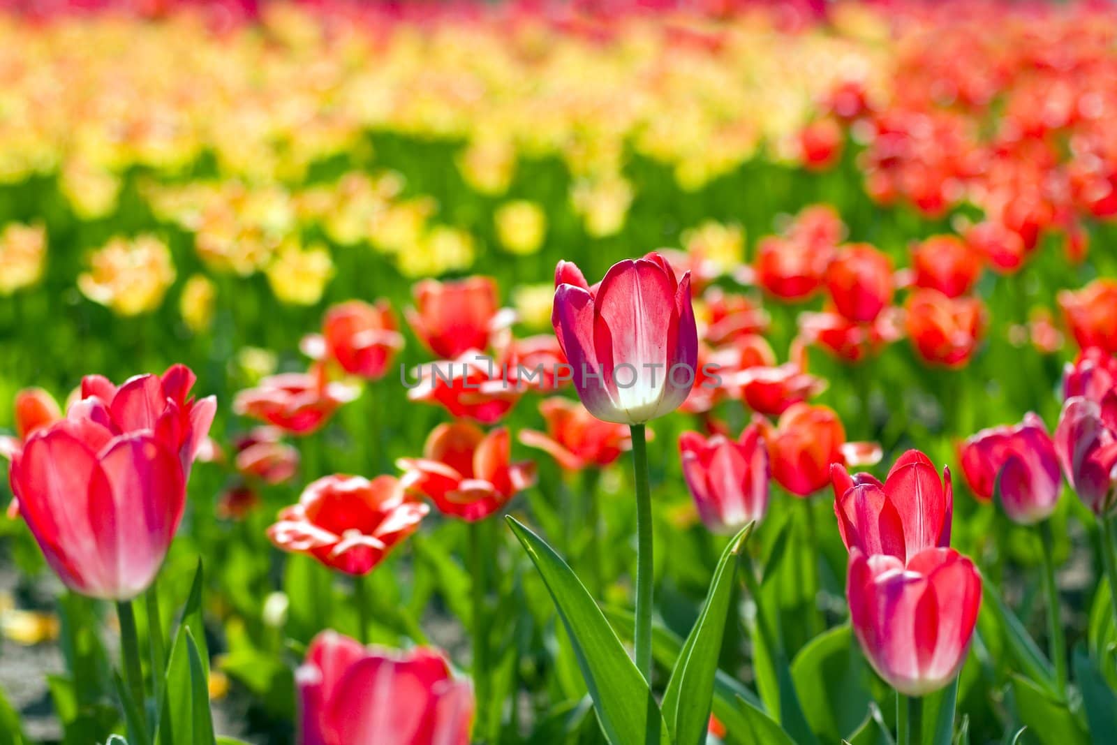 many spring flowers yellow and red colors. 