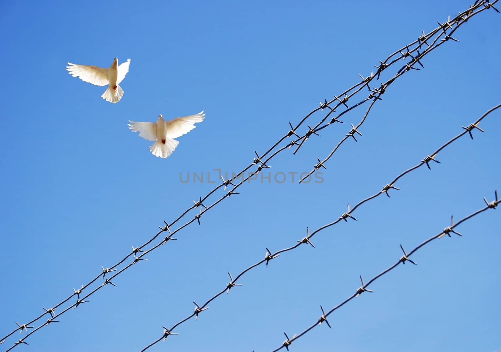 Two doves in sky around barbed wire