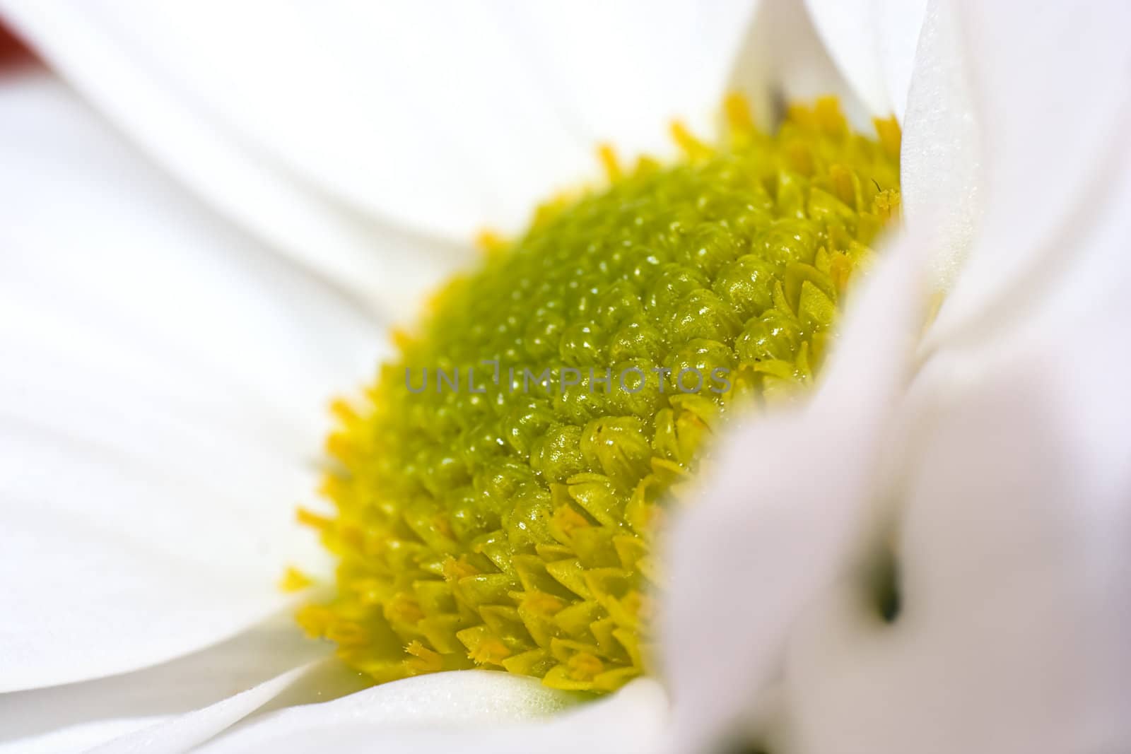 white flower