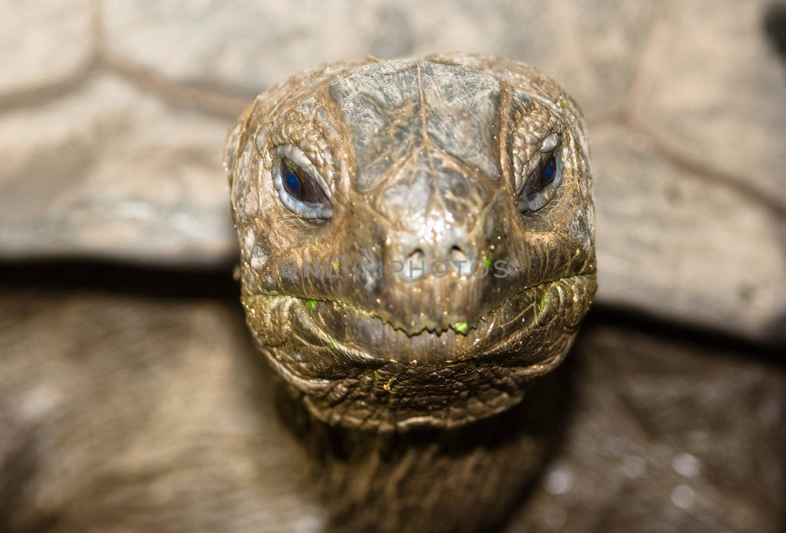 tortoise on seychelles