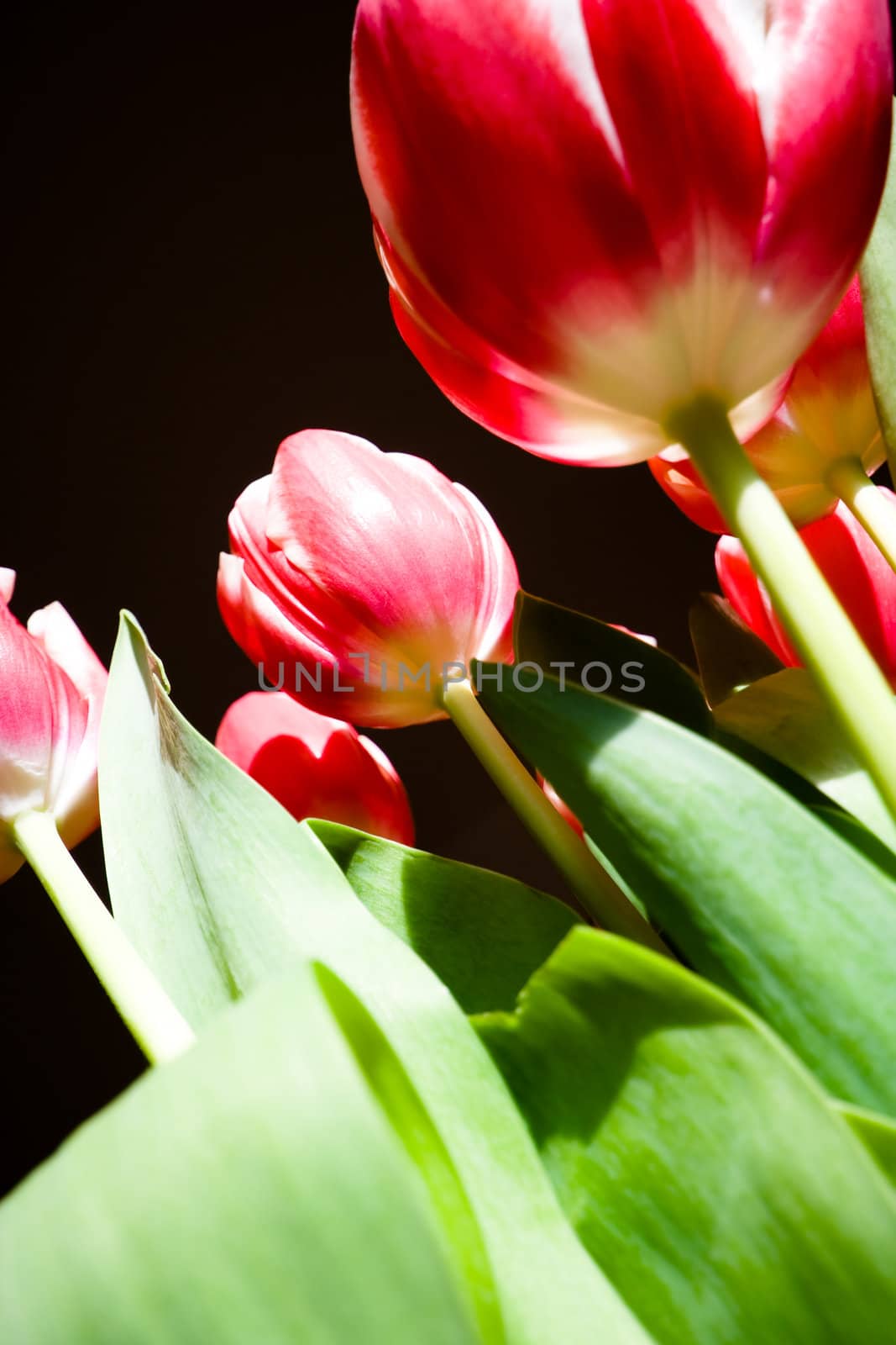 tulips on black background , from buttom
