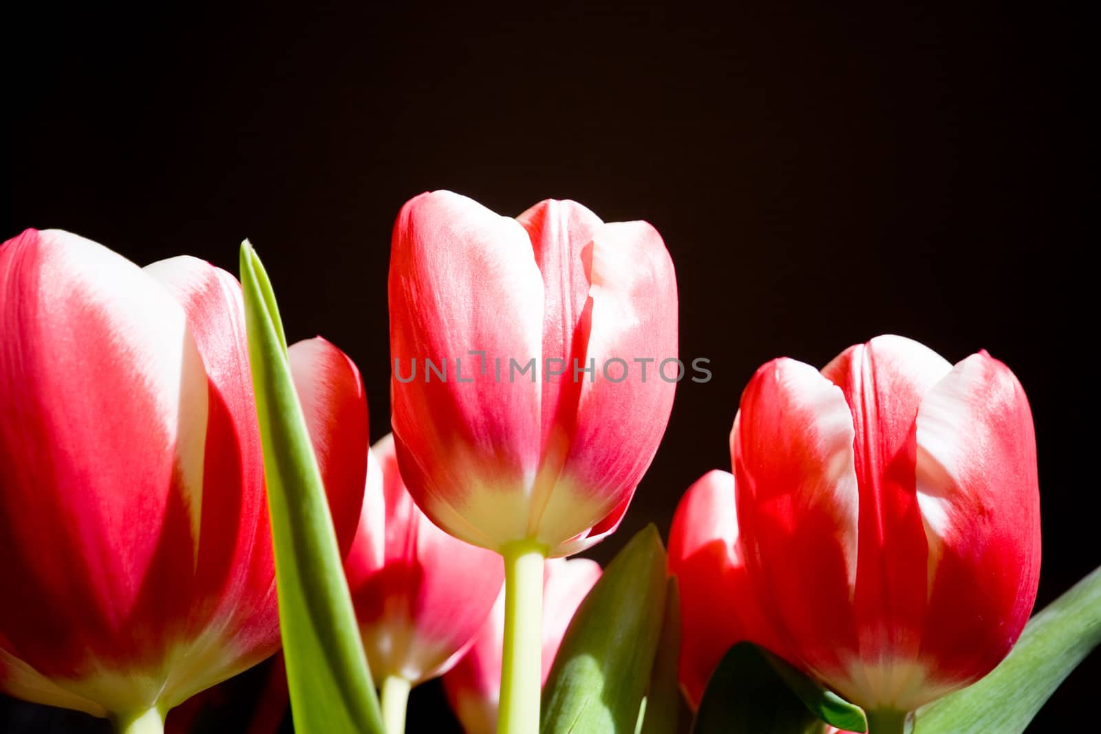 tulips on black background