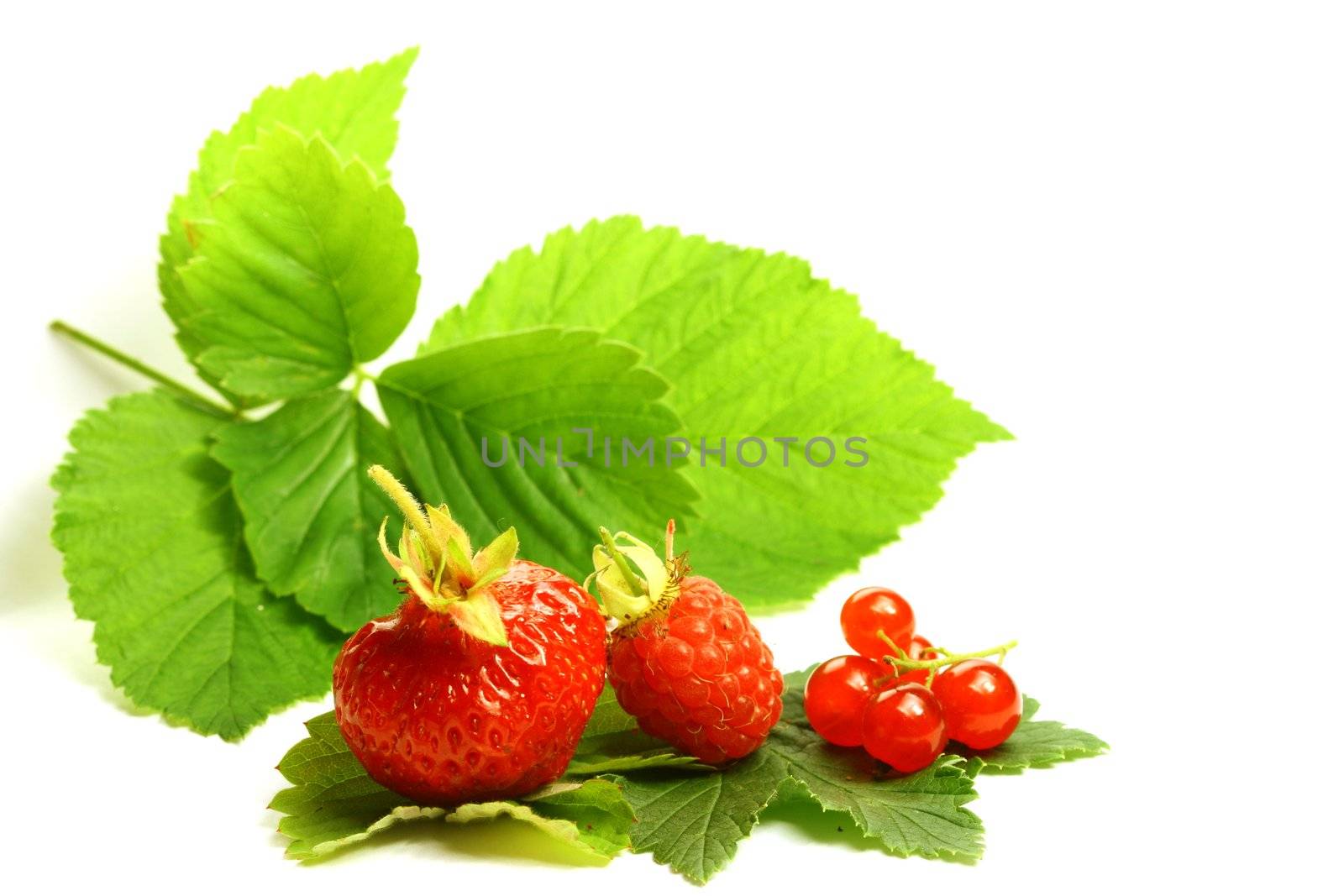 wild berry isolated on white background