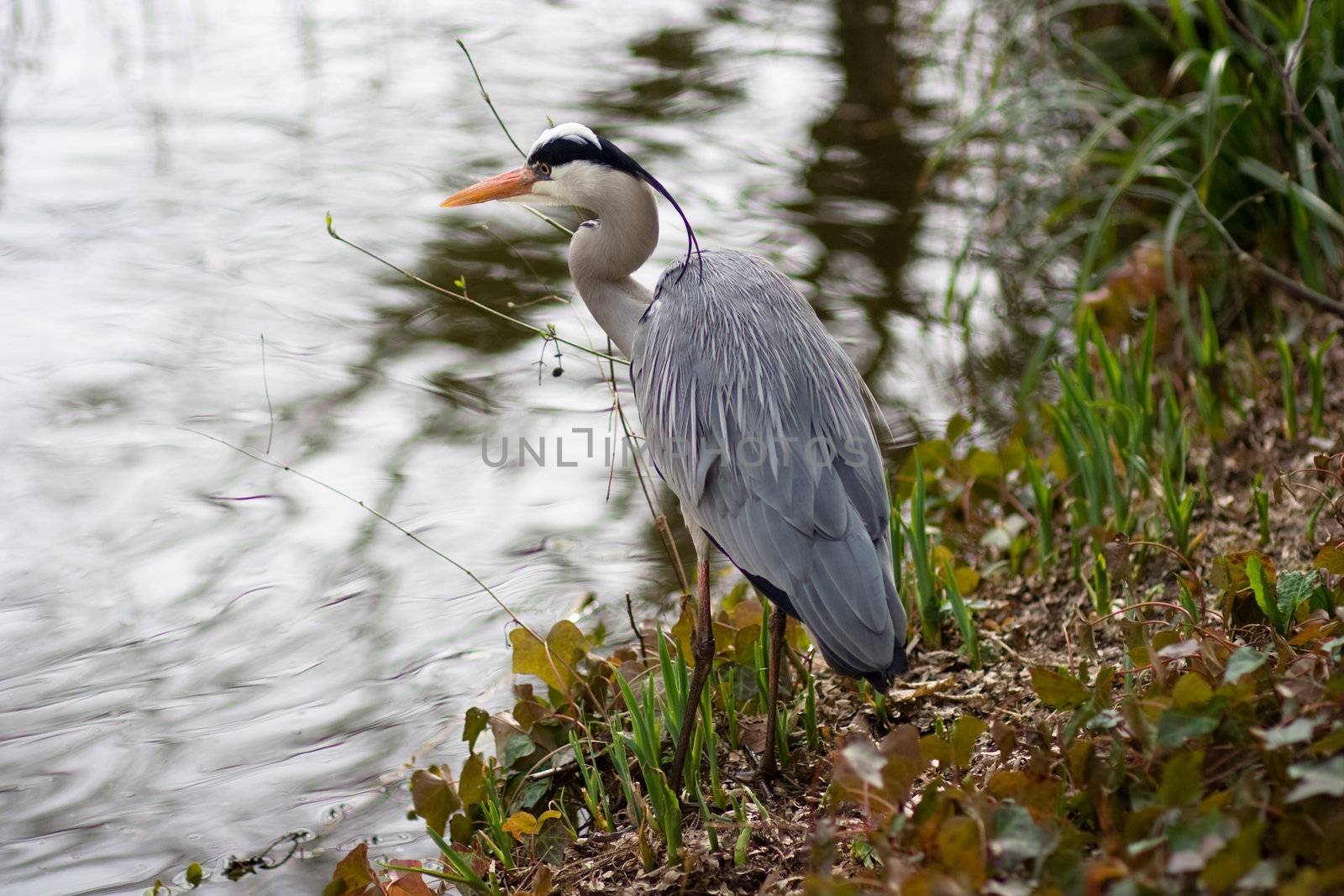 stork by anobis