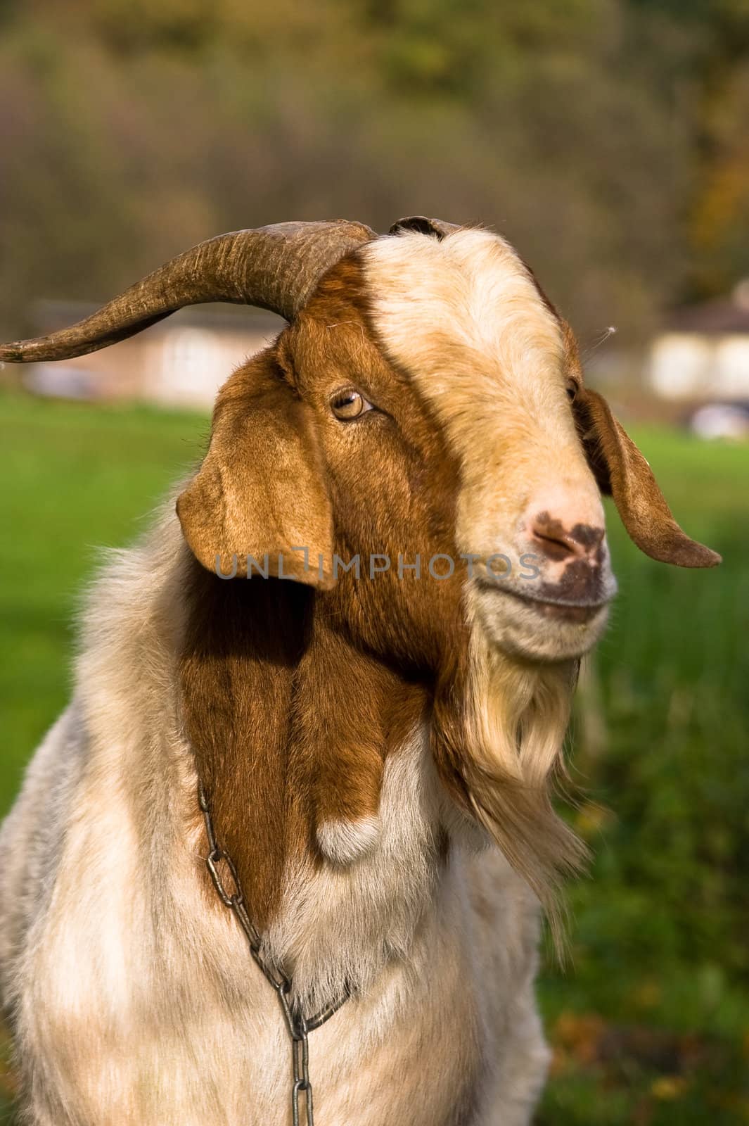 goat by anobis