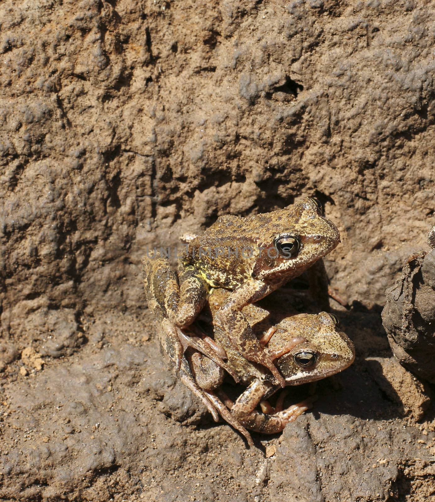 pair frog in damp clay pit