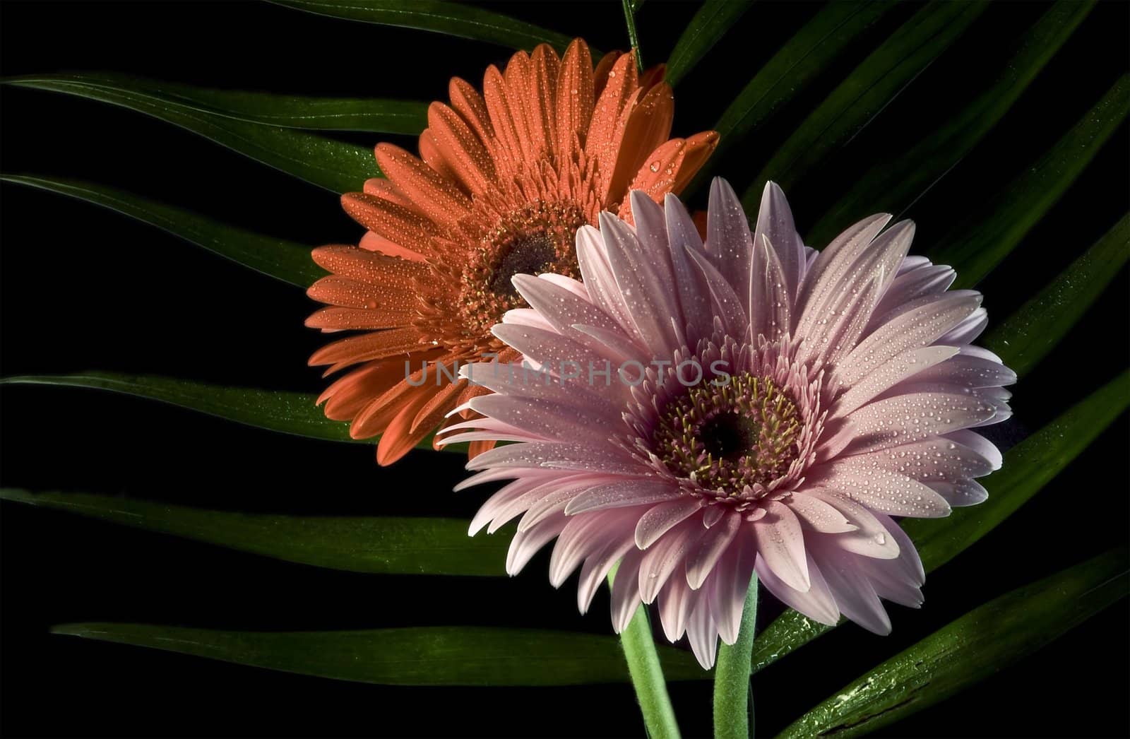 two flowers on the black background