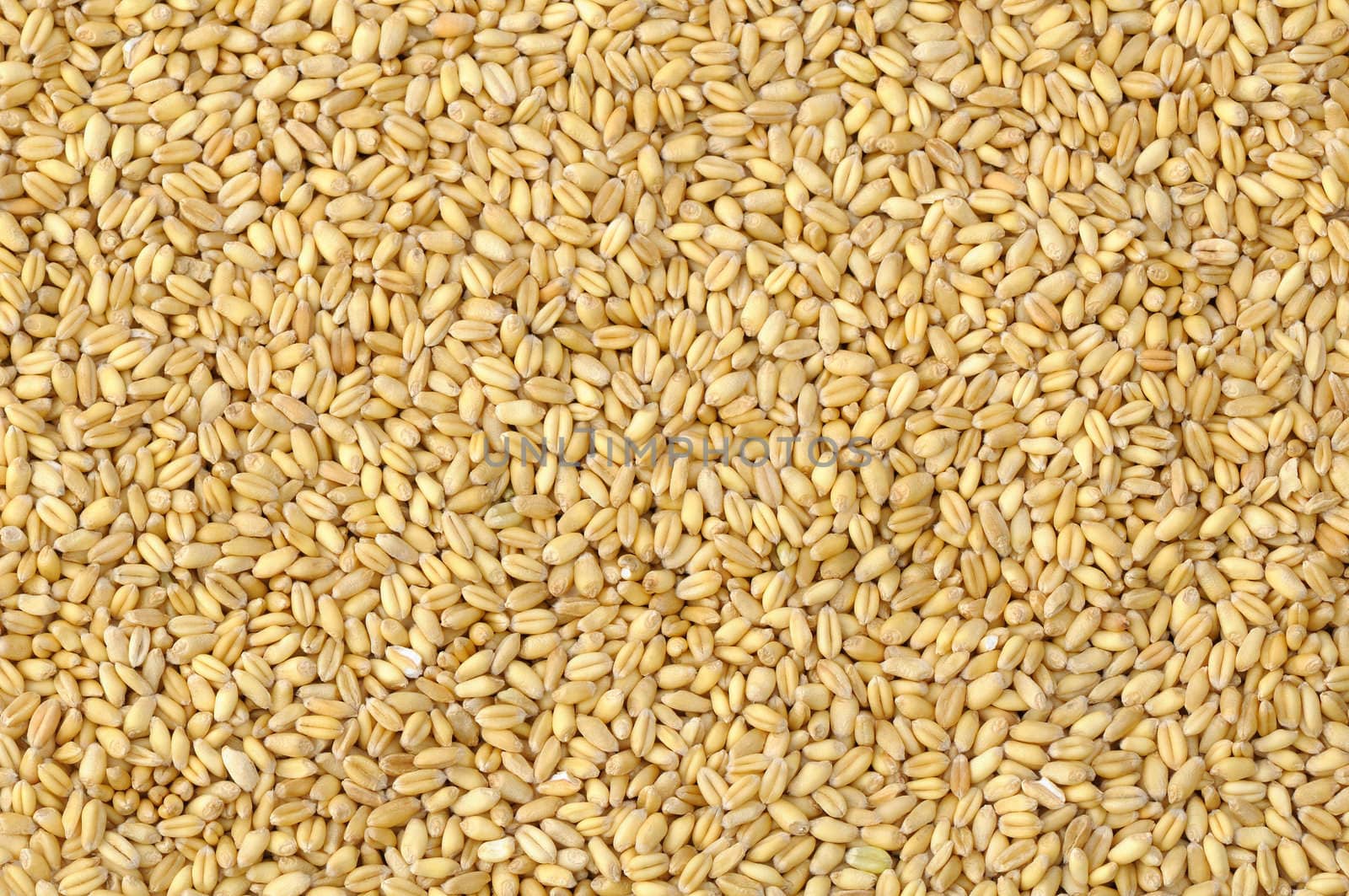 Textured soft wheat seeds background in natural light