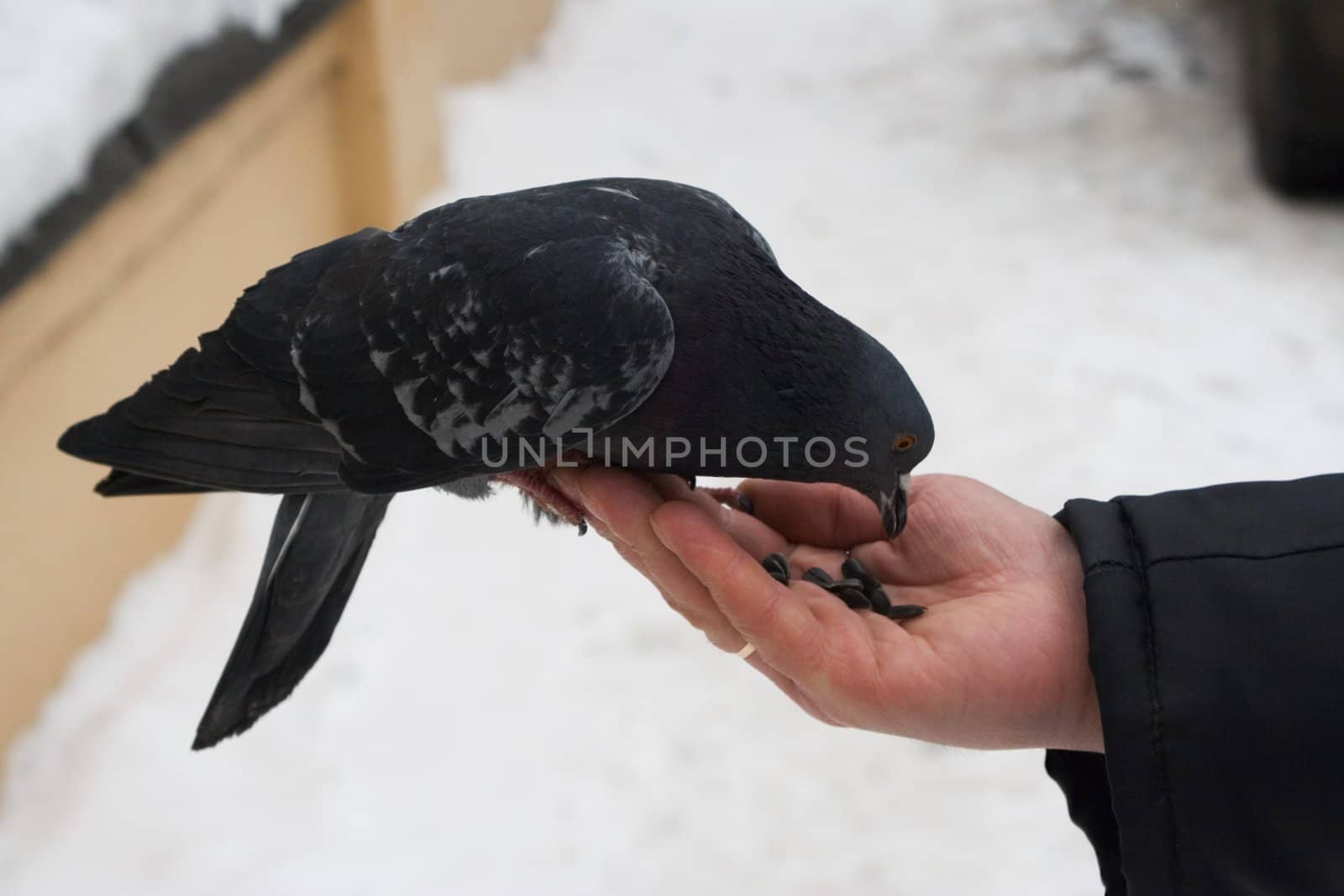 Pidgeon, pecking sunflower seeds off the palm. Winter sketch.