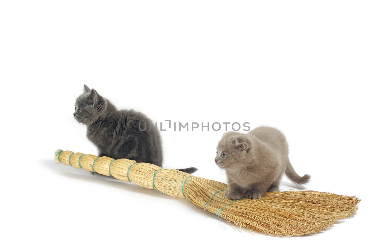 Two varicoloured kitties sit beside besom