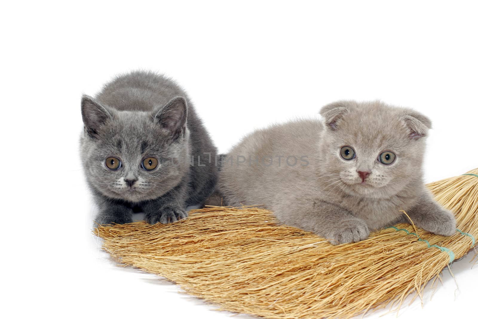 Two varicoloured kitties sit beside besom