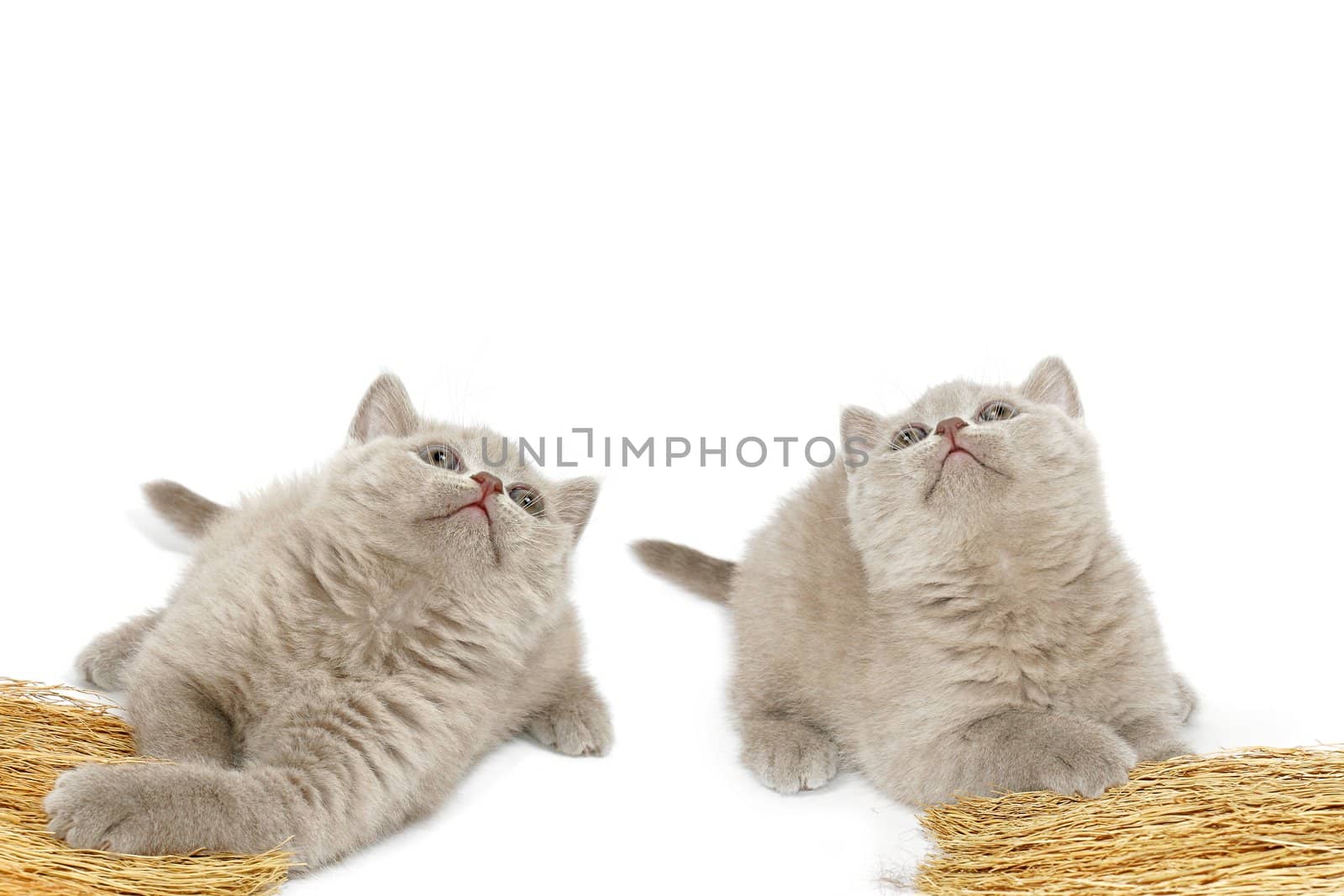 Two kitties of the mauve colour look upwards